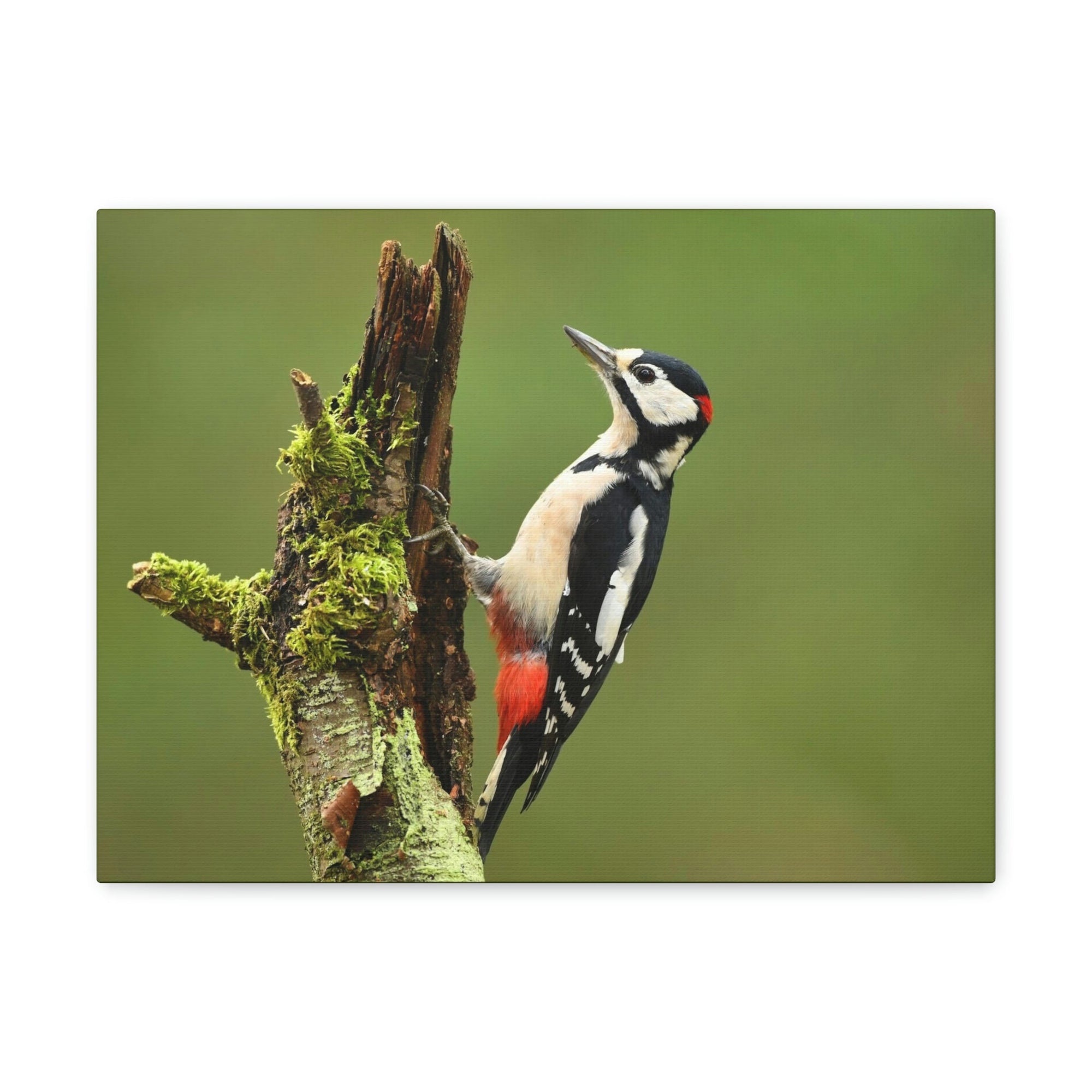 Scripture Walls Majestic Woodpecker Art Majestic Woodpecker Print Animal Wall Art Wildlife Canvas Prints Wall Art Ready to Hang Unframed-Express Your Love Gifts