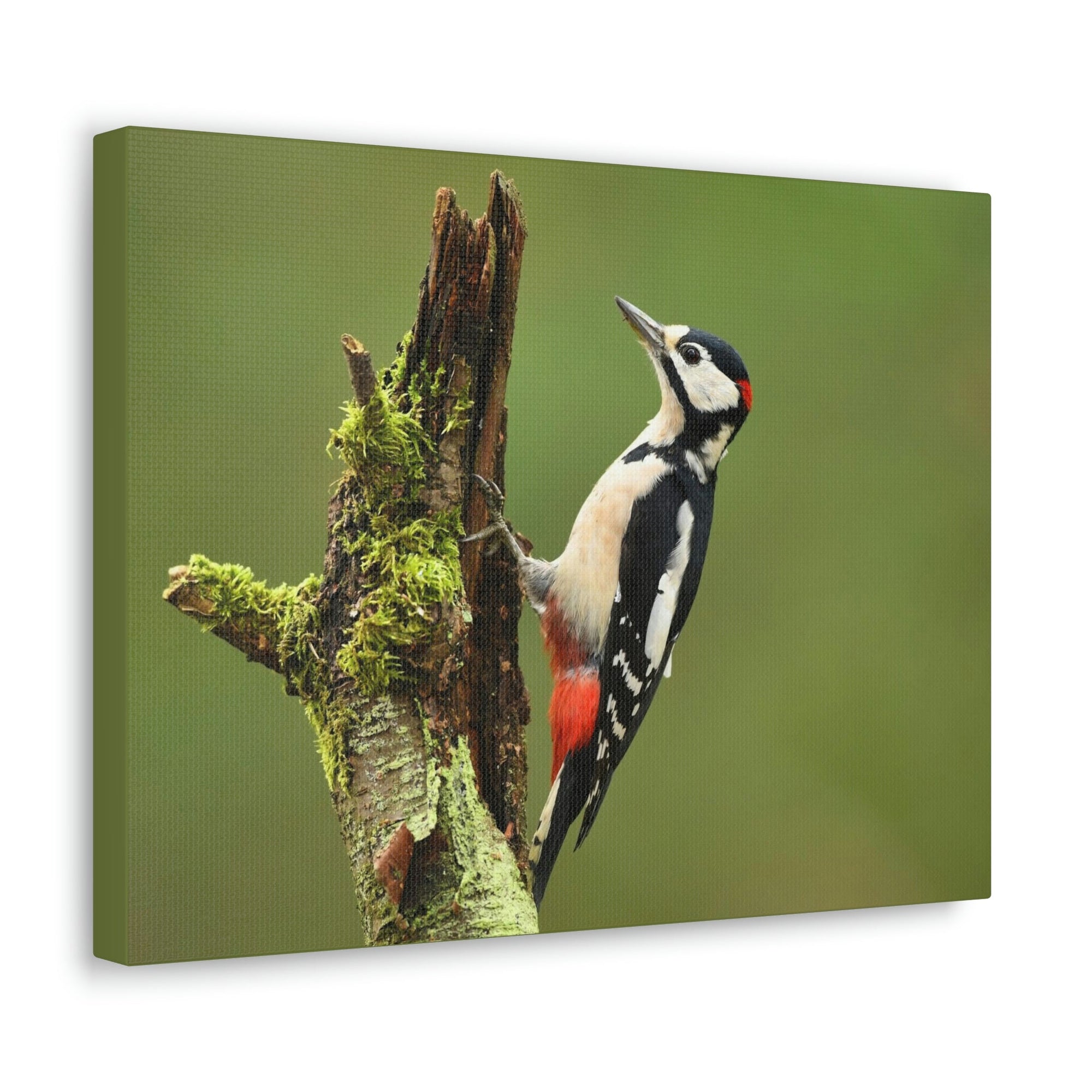 Scripture Walls Majestic Woodpecker Art Majestic Woodpecker Print Animal Wall Art Wildlife Canvas Prints Wall Art Ready to Hang Unframed-Express Your Love Gifts