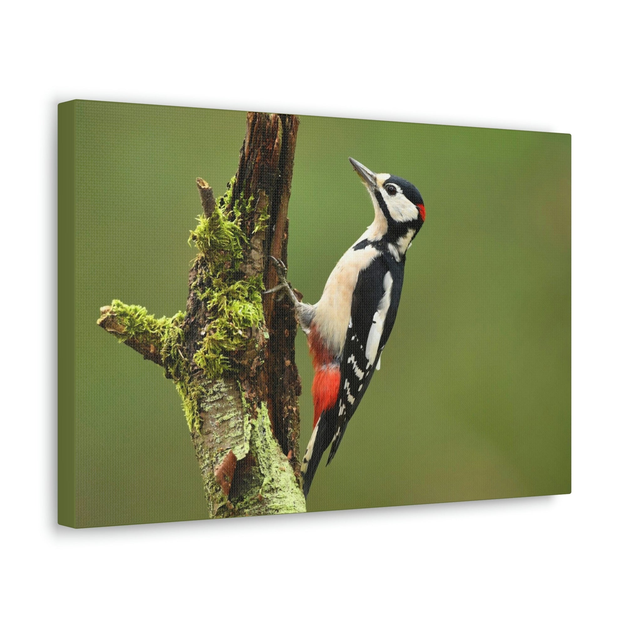 Scripture Walls Majestic Woodpecker Art Majestic Woodpecker Print Animal Wall Art Wildlife Canvas Prints Wall Art Ready to Hang Unframed-Express Your Love Gifts