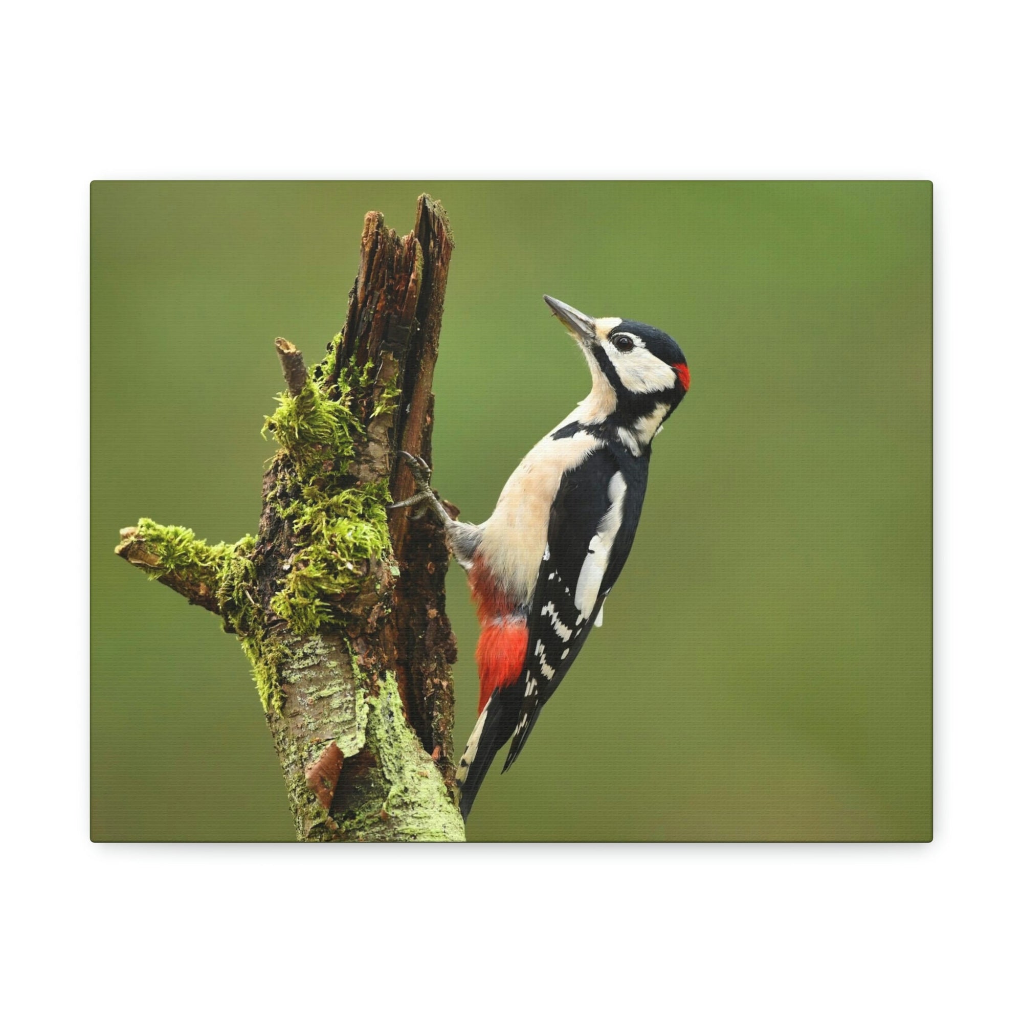 Scripture Walls Majestic Woodpecker Art Majestic Woodpecker Print Animal Wall Art Wildlife Canvas Prints Wall Art Ready to Hang Unframed-Express Your Love Gifts