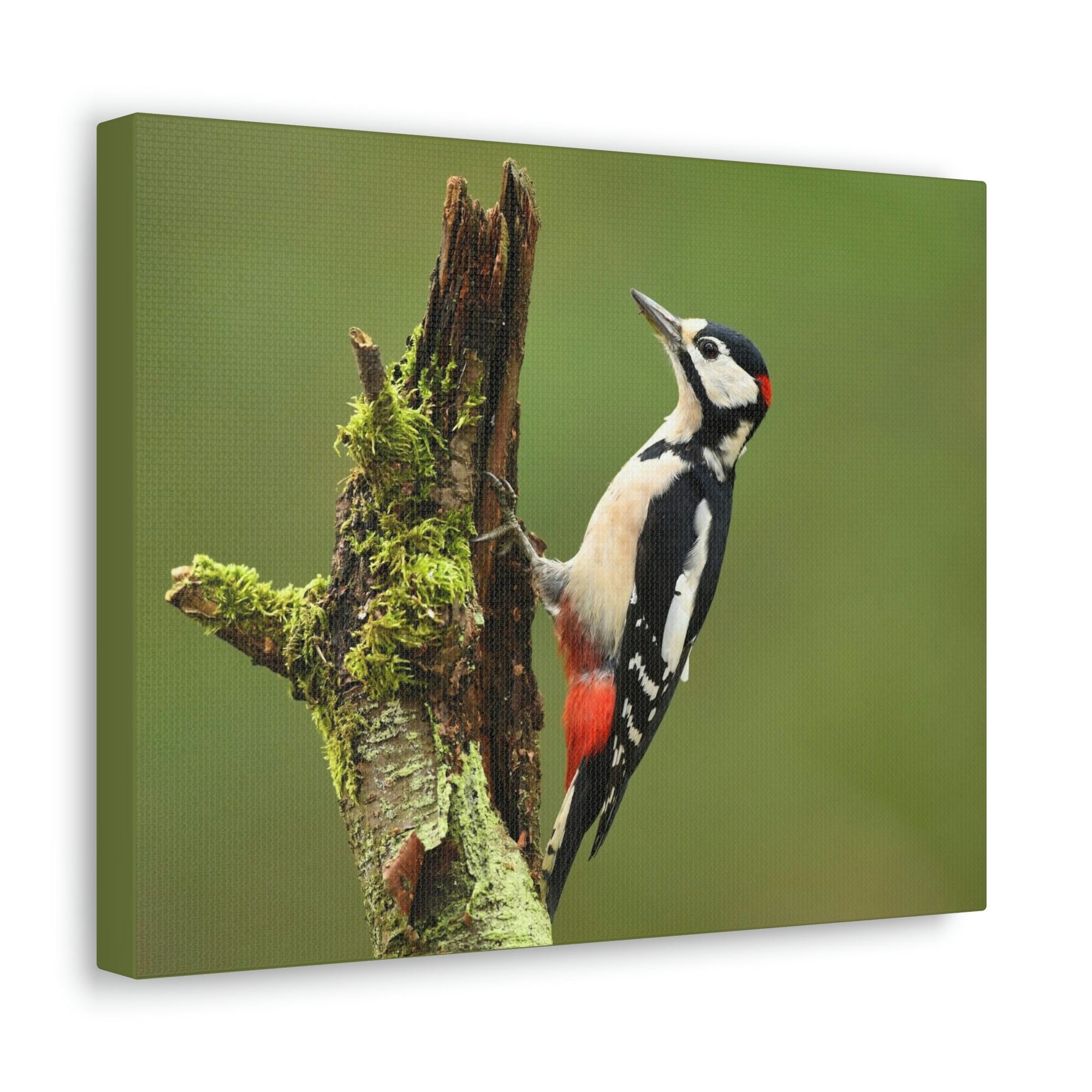 Scripture Walls Majestic Woodpecker Art Majestic Woodpecker Print Animal Wall Art Wildlife Canvas Prints Wall Art Ready to Hang Unframed-Express Your Love Gifts