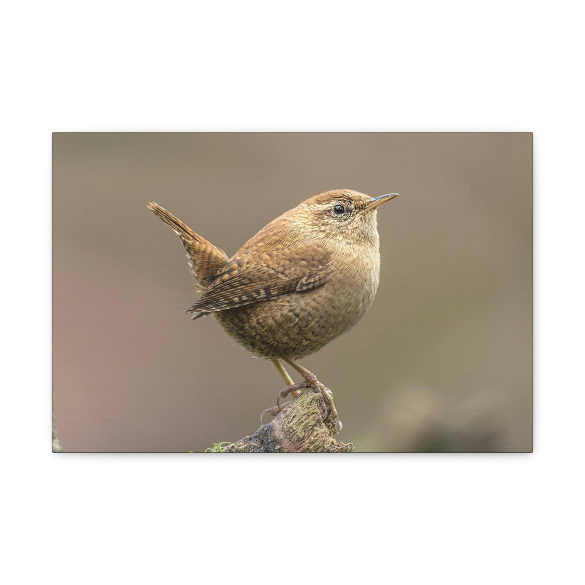 Scripture Walls Majestic Wren Art Majestic Wren Print Animal Wall Art Wildlife Canvas Prints Wall Art Ready to Hang Unframed-Express Your Love Gifts