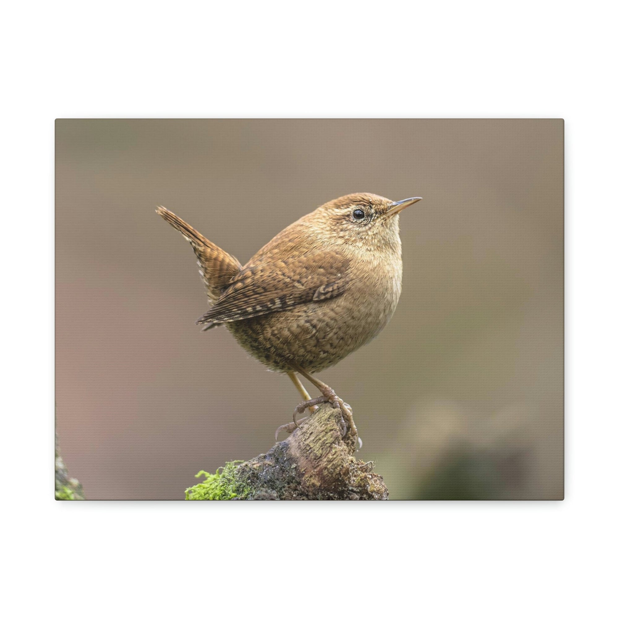 Scripture Walls Majestic Wren Art Majestic Wren Print Animal Wall Art Wildlife Canvas Prints Wall Art Ready to Hang Unframed-Express Your Love Gifts