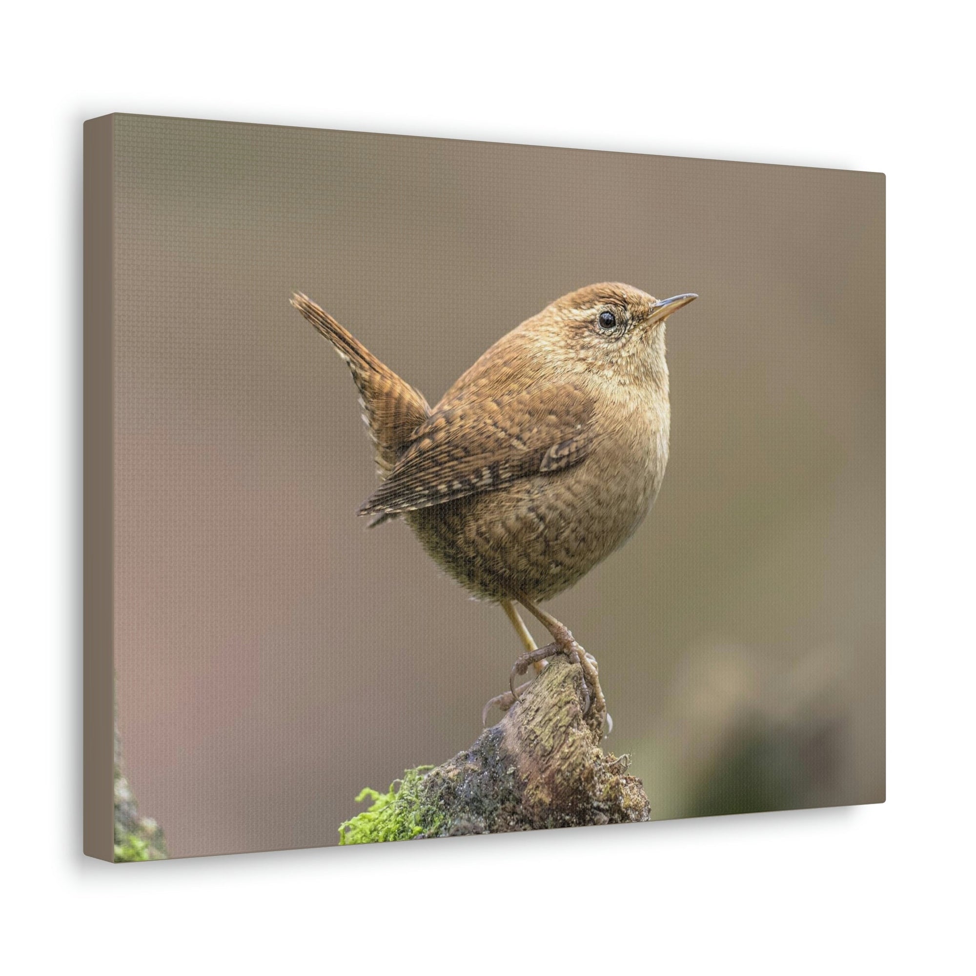 Scripture Walls Majestic Wren Art Majestic Wren Print Animal Wall Art Wildlife Canvas Prints Wall Art Ready to Hang Unframed-Express Your Love Gifts