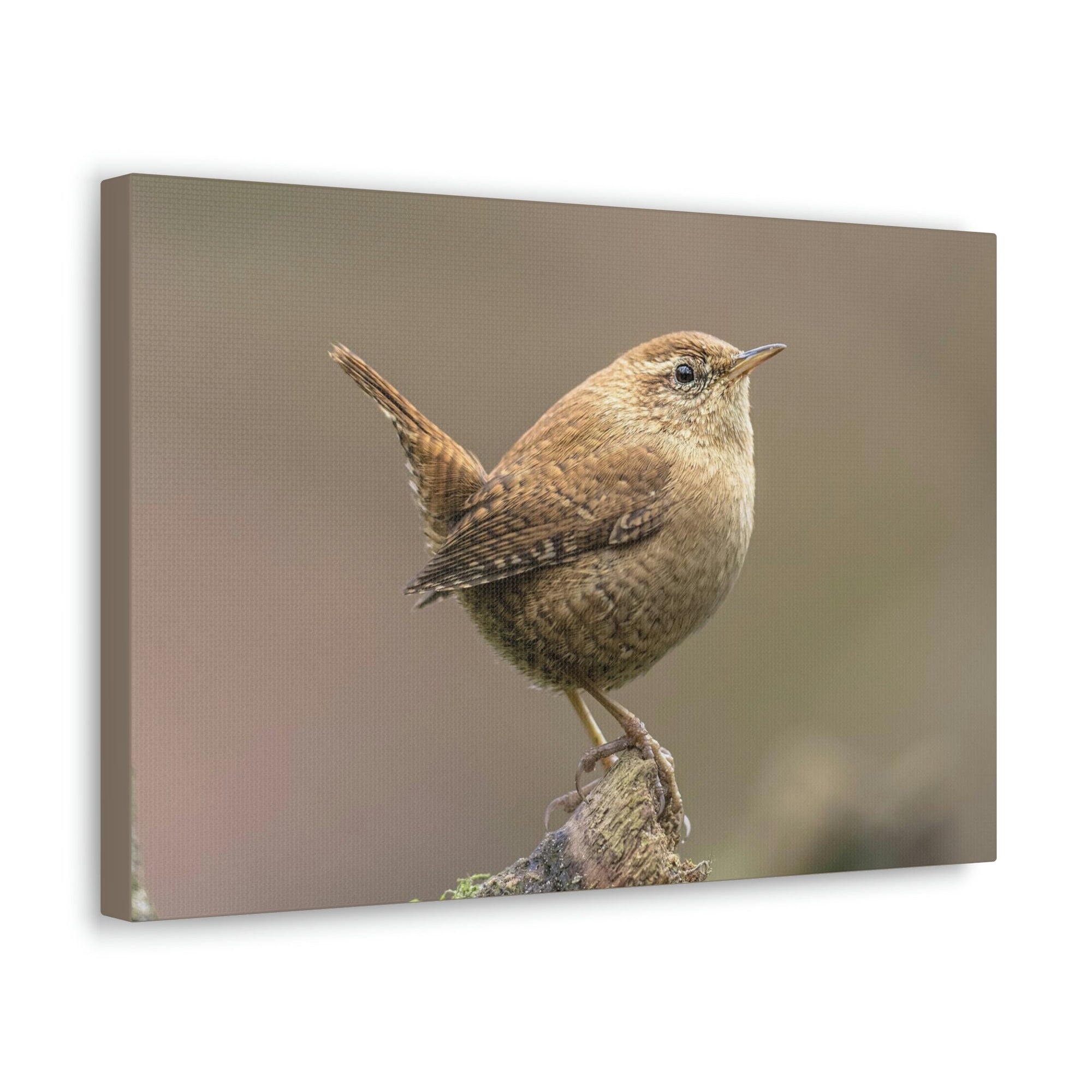 Scripture Walls Majestic Wren Art Majestic Wren Print Animal Wall Art Wildlife Canvas Prints Wall Art Ready to Hang Unframed-Express Your Love Gifts