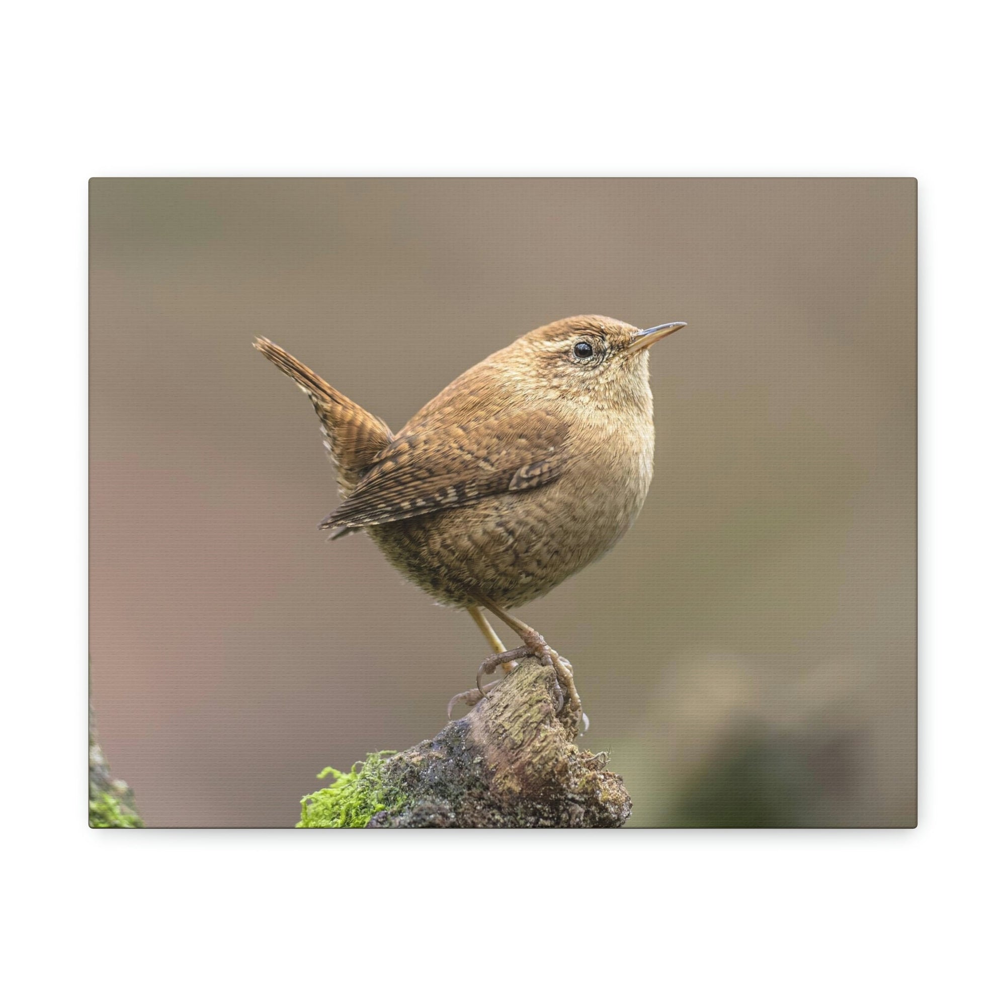 Scripture Walls Majestic Wren Art Majestic Wren Print Animal Wall Art Wildlife Canvas Prints Wall Art Ready to Hang Unframed-Express Your Love Gifts