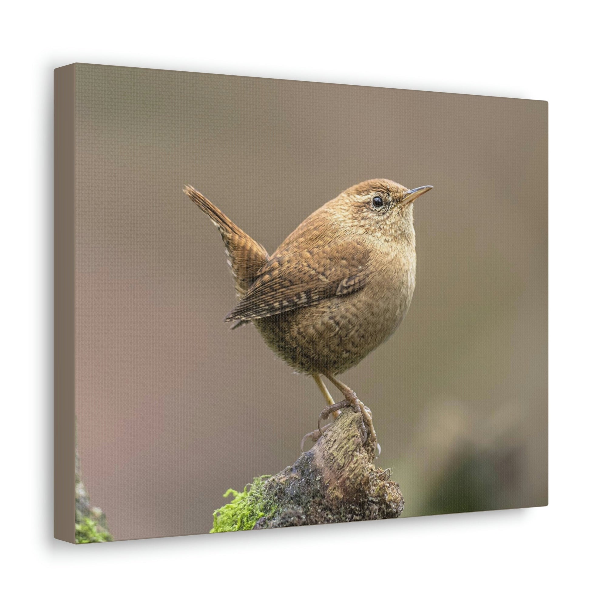 Scripture Walls Majestic Wren Art Majestic Wren Print Animal Wall Art Wildlife Canvas Prints Wall Art Ready to Hang Unframed-Express Your Love Gifts