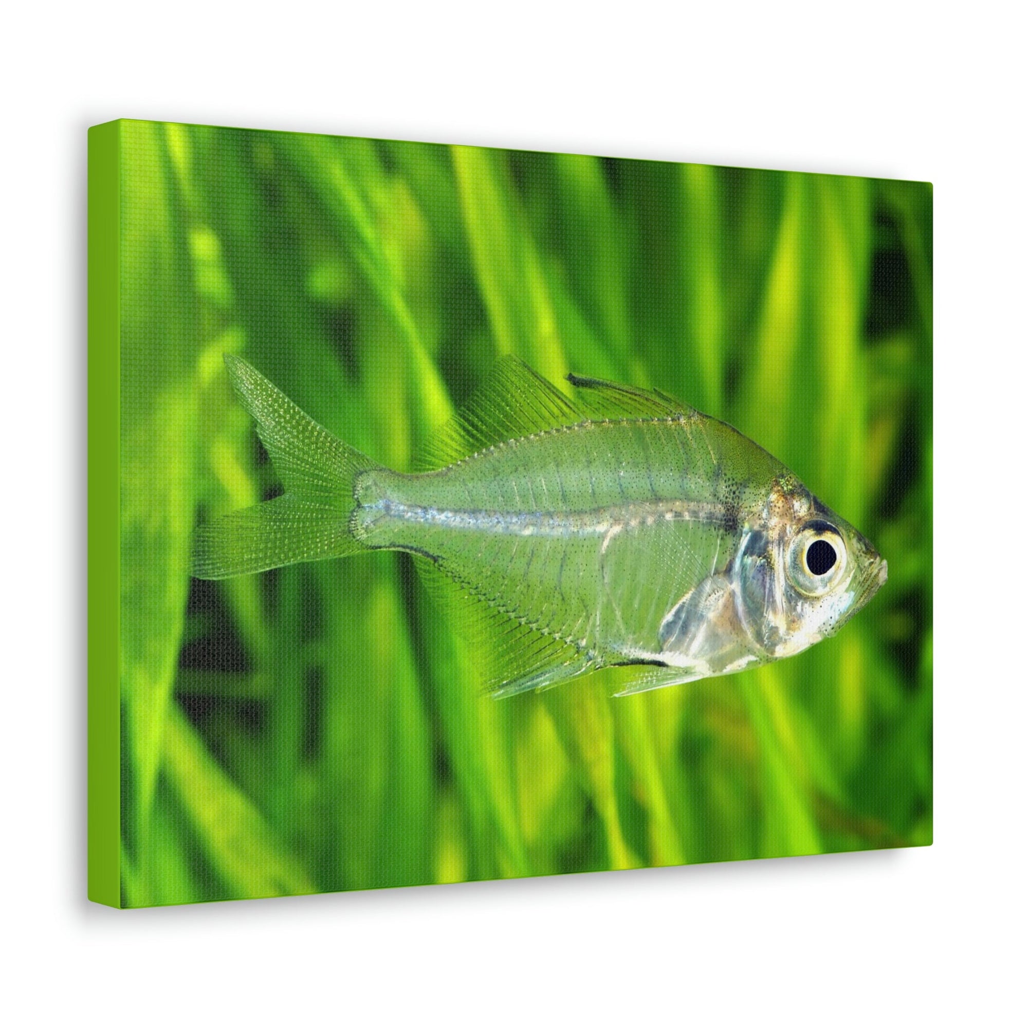 Scripture Walls Majestic X-ray Fish Art Majestic X-ray Fish Print Animal Wall Art Wildlife Canvas Prints Wall Art Ready to Hang Unframed-Express Your Love Gifts