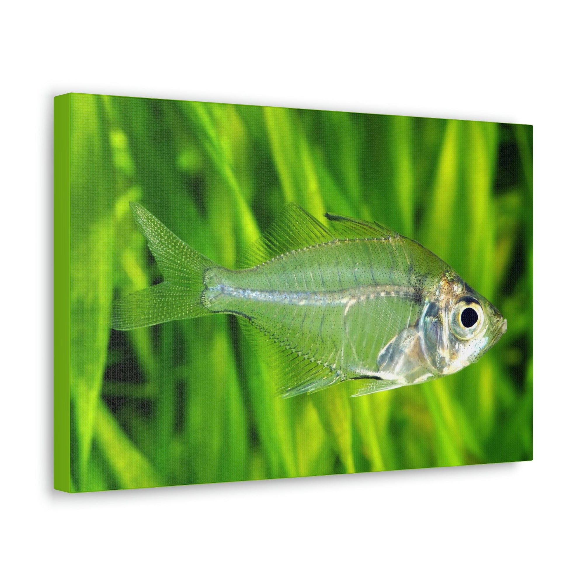 Scripture Walls Majestic X-ray Fish Art Majestic X-ray Fish Print Animal Wall Art Wildlife Canvas Prints Wall Art Ready to Hang Unframed-Express Your Love Gifts