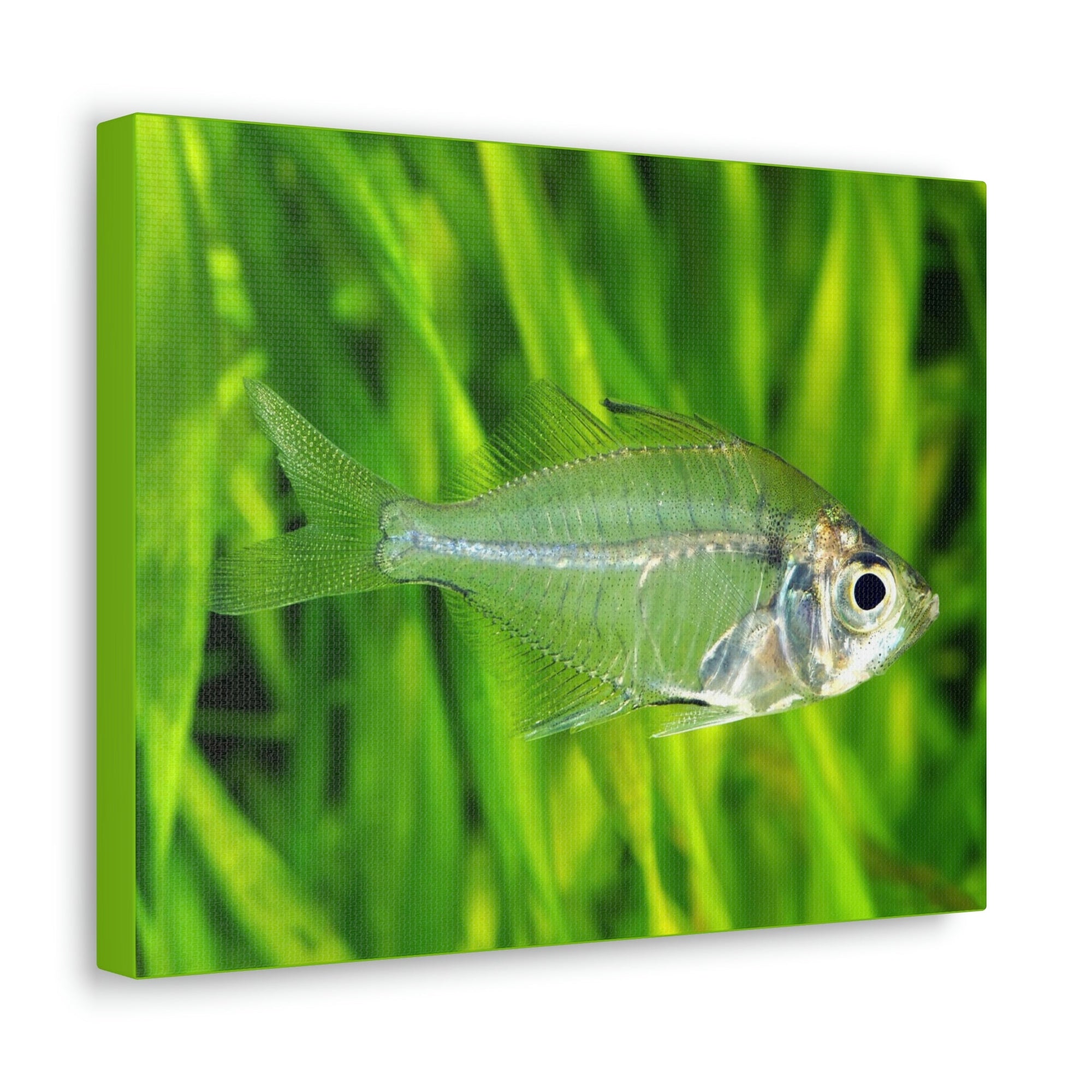 Scripture Walls Majestic X-ray Fish Art Majestic X-ray Fish Print Animal Wall Art Wildlife Canvas Prints Wall Art Ready to Hang Unframed-Express Your Love Gifts