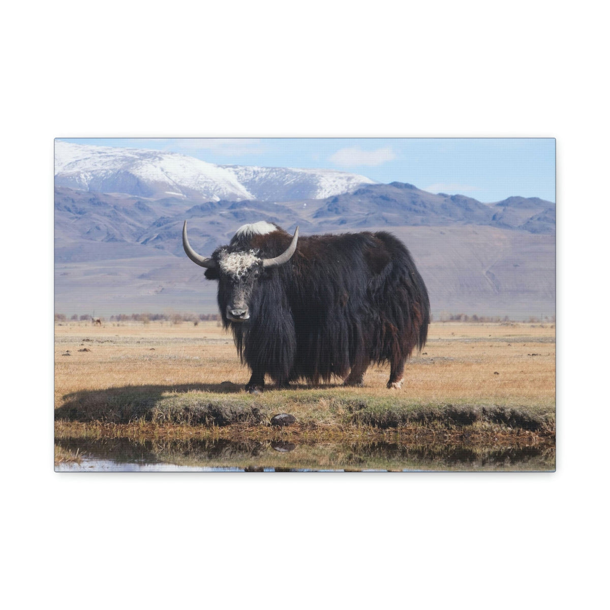 Scripture Walls Majestic Yak Art Majestic Yak Print Animal Wall Art Wildlife Canvas Prints Wall Art Ready to Hang Unframed-Express Your Love Gifts