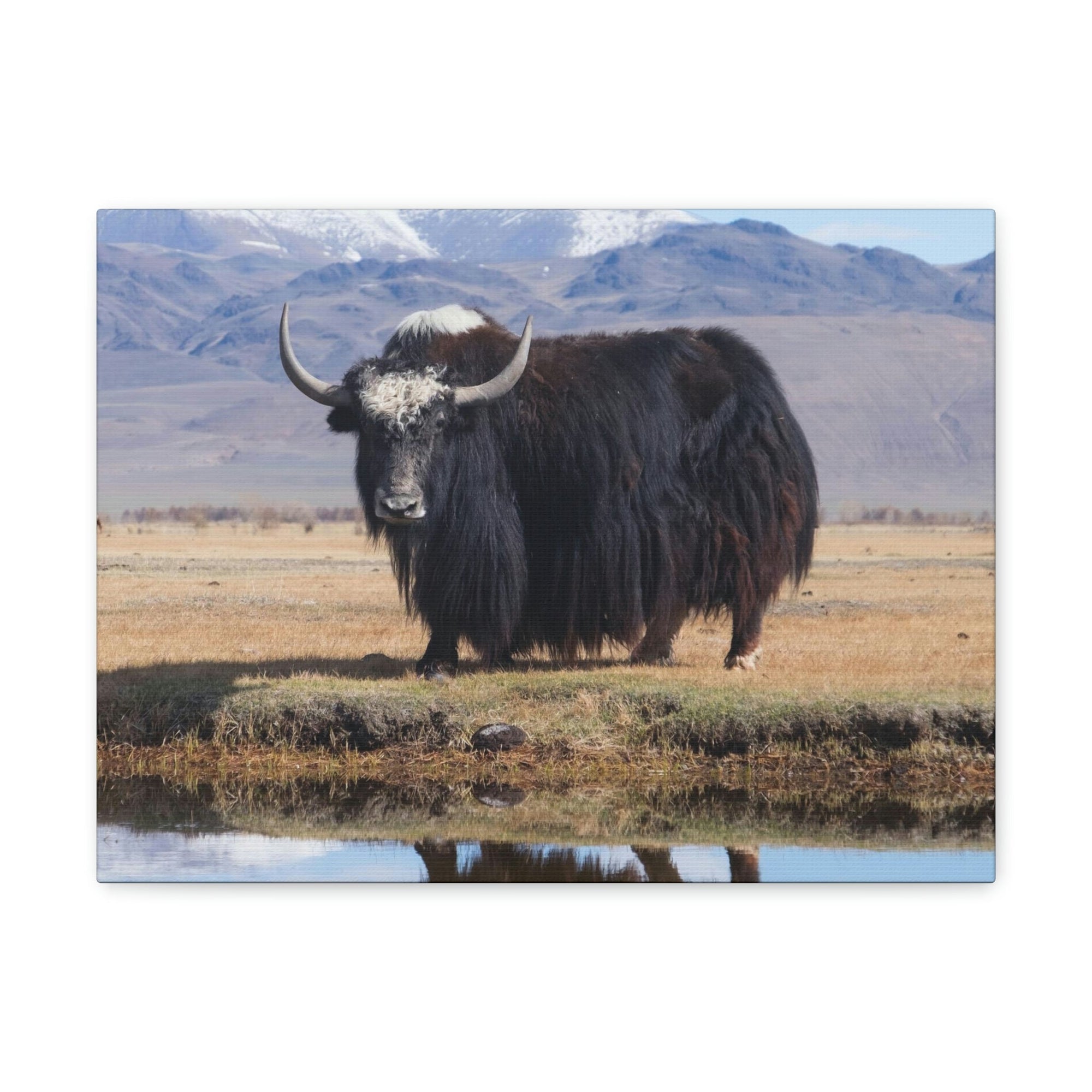 Scripture Walls Majestic Yak Art Majestic Yak Print Animal Wall Art Wildlife Canvas Prints Wall Art Ready to Hang Unframed-Express Your Love Gifts