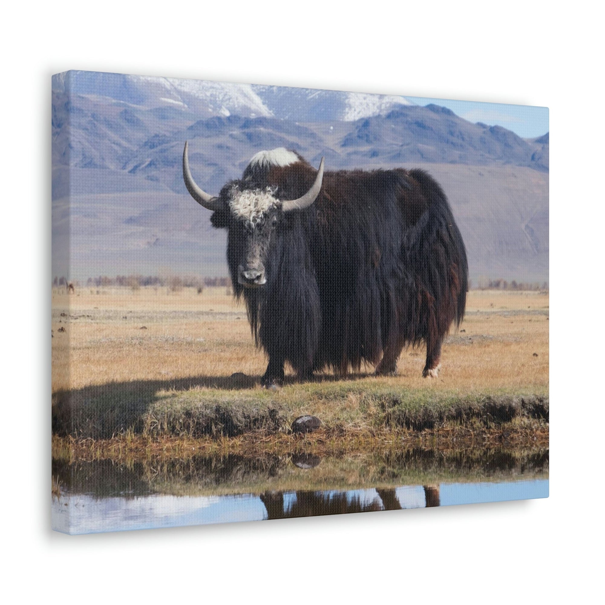 Scripture Walls Majestic Yak Art Majestic Yak Print Animal Wall Art Wildlife Canvas Prints Wall Art Ready to Hang Unframed-Express Your Love Gifts