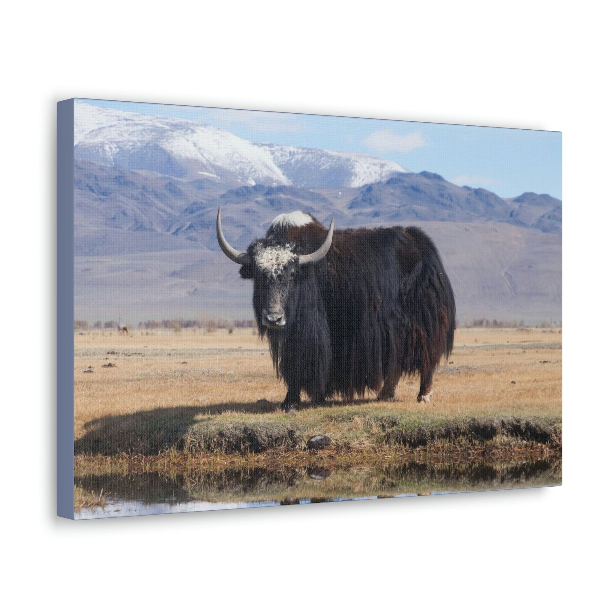 Scripture Walls Majestic Yak Art Majestic Yak Print Animal Wall Art Wildlife Canvas Prints Wall Art Ready to Hang Unframed-Express Your Love Gifts