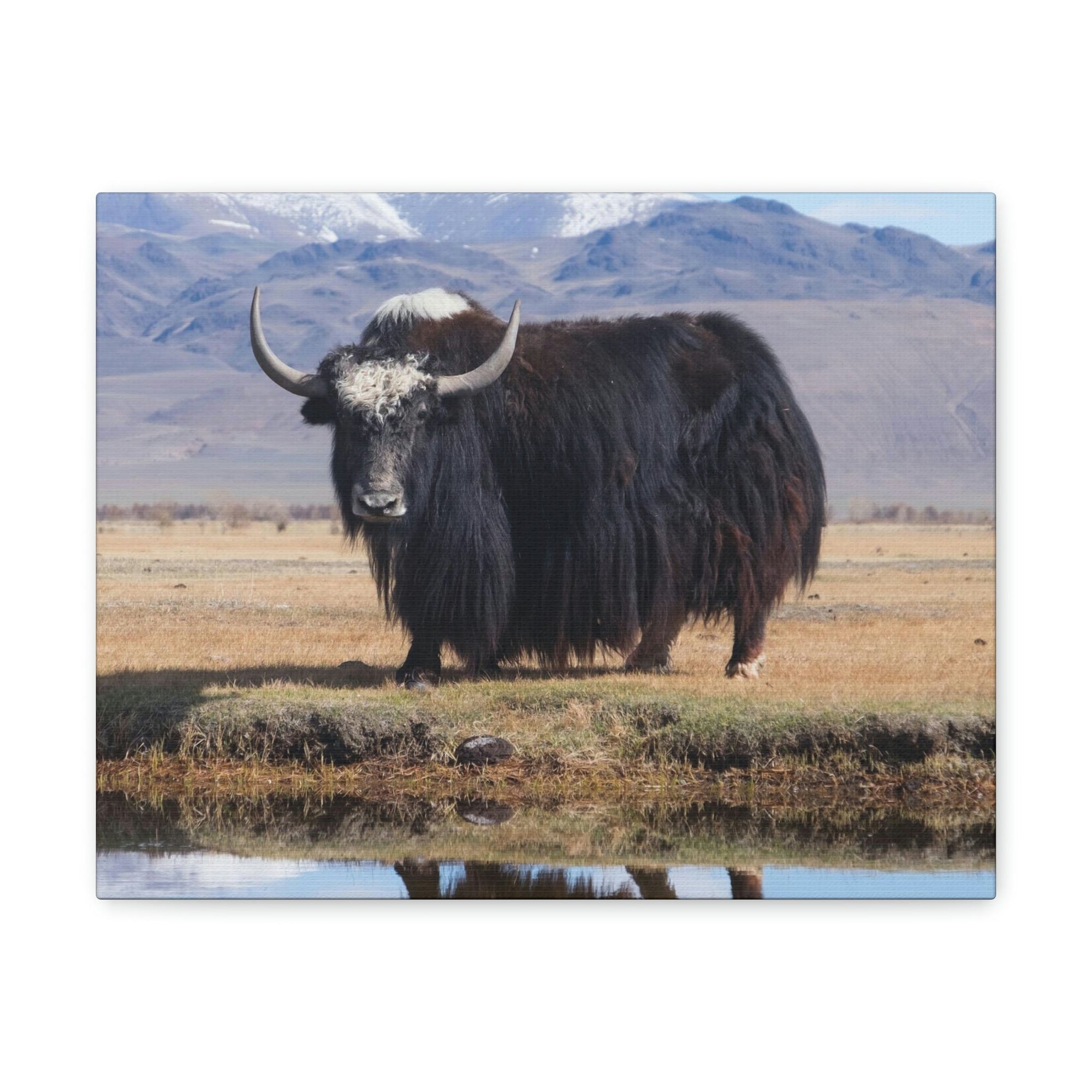 Scripture Walls Majestic Yak Art Majestic Yak Print Animal Wall Art Wildlife Canvas Prints Wall Art Ready to Hang Unframed-Express Your Love Gifts