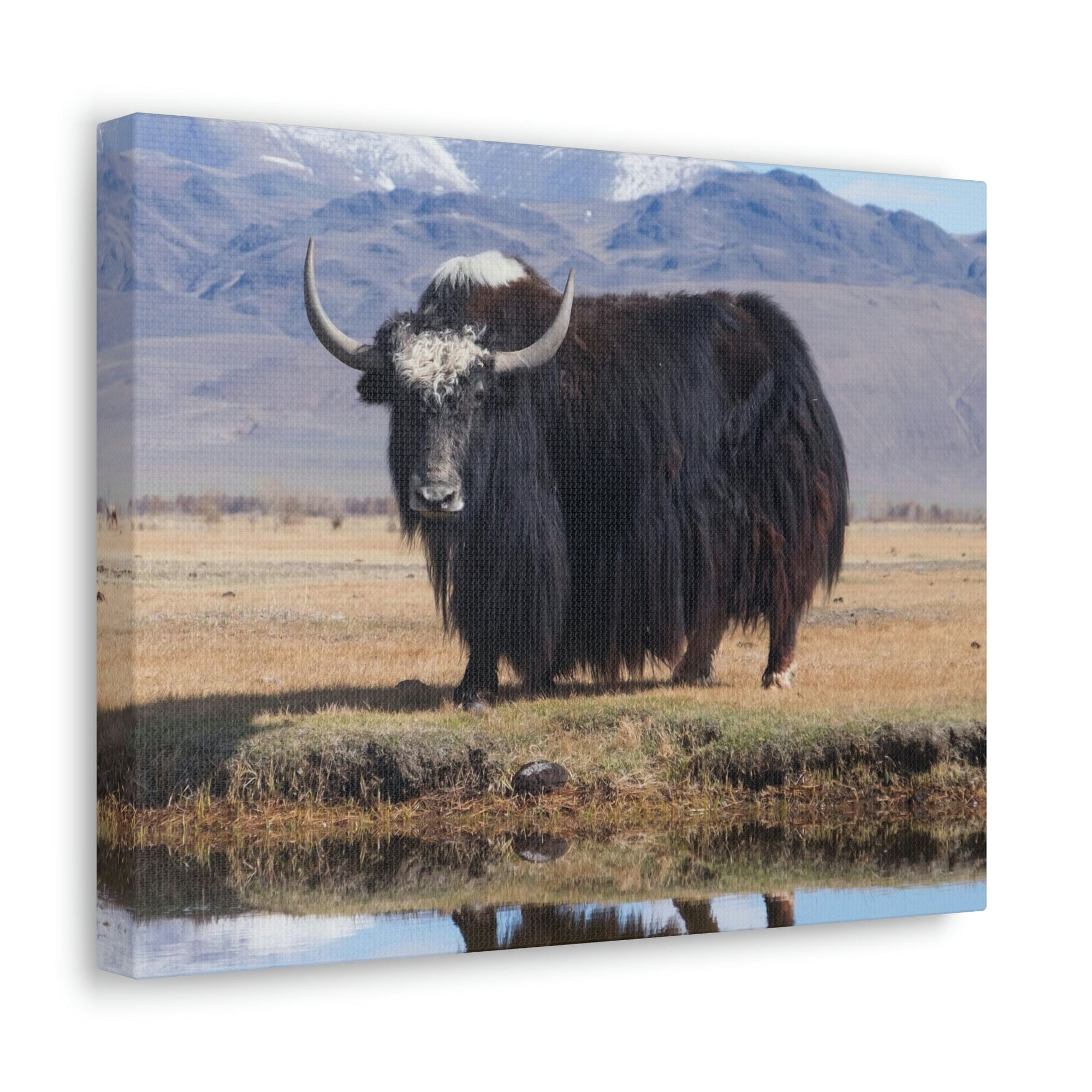 Scripture Walls Majestic Yak Art Majestic Yak Print Animal Wall Art Wildlife Canvas Prints Wall Art Ready to Hang Unframed-Express Your Love Gifts