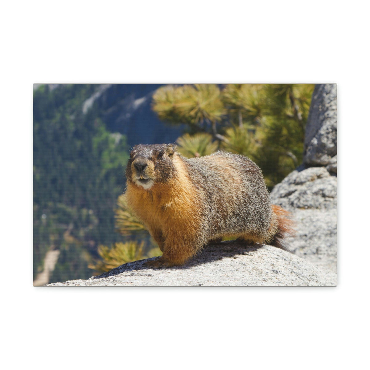 Scripture Walls Majestic Yellow Bellied Marmot Art Majestic Yellow Bellied Marmot Print Animal Wall Art Wildlife Canvas Prints Wall Art Ready to Hang Unframed-Express Your Love Gifts