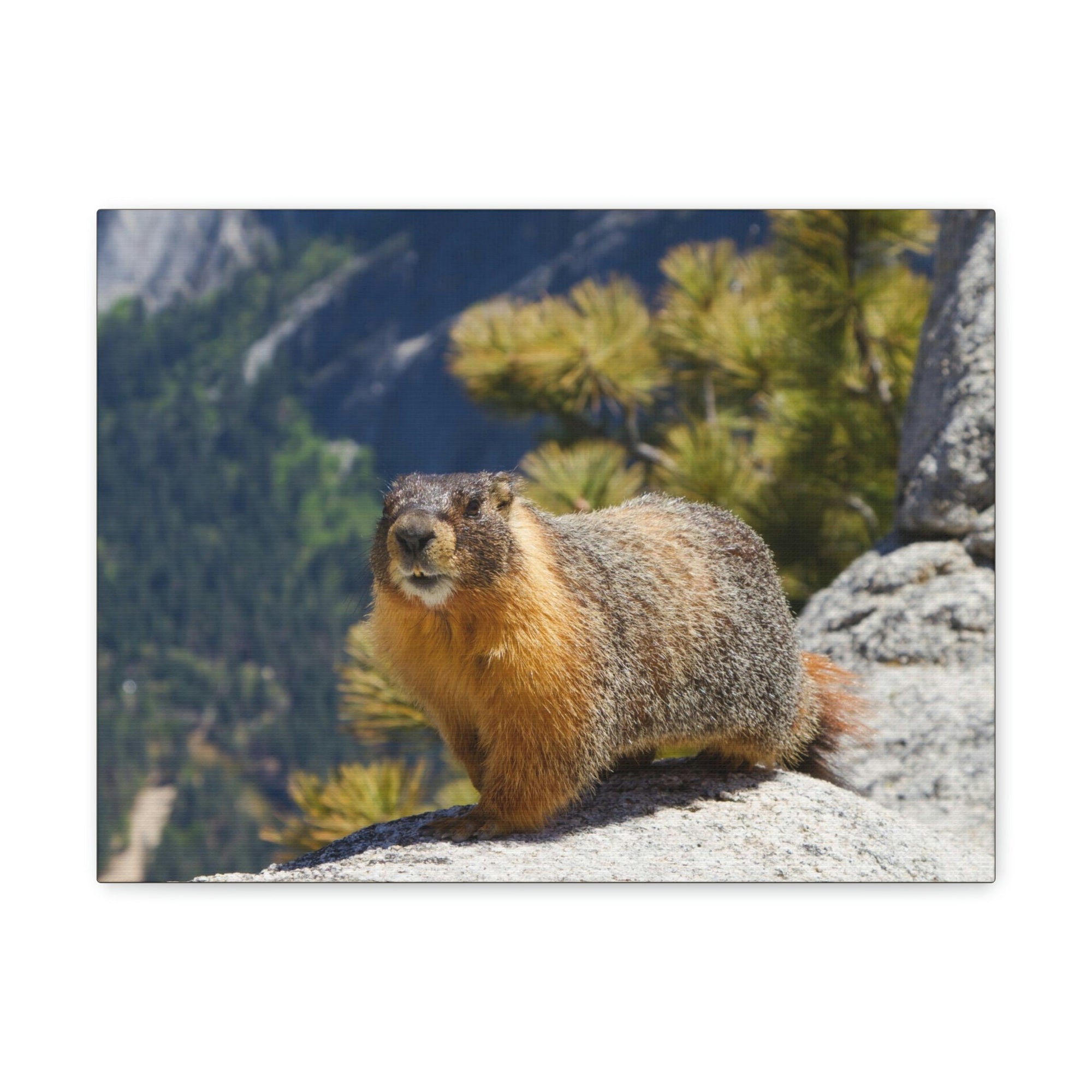 Scripture Walls Majestic Yellow Bellied Marmot Art Majestic Yellow Bellied Marmot Print Animal Wall Art Wildlife Canvas Prints Wall Art Ready to Hang Unframed-Express Your Love Gifts