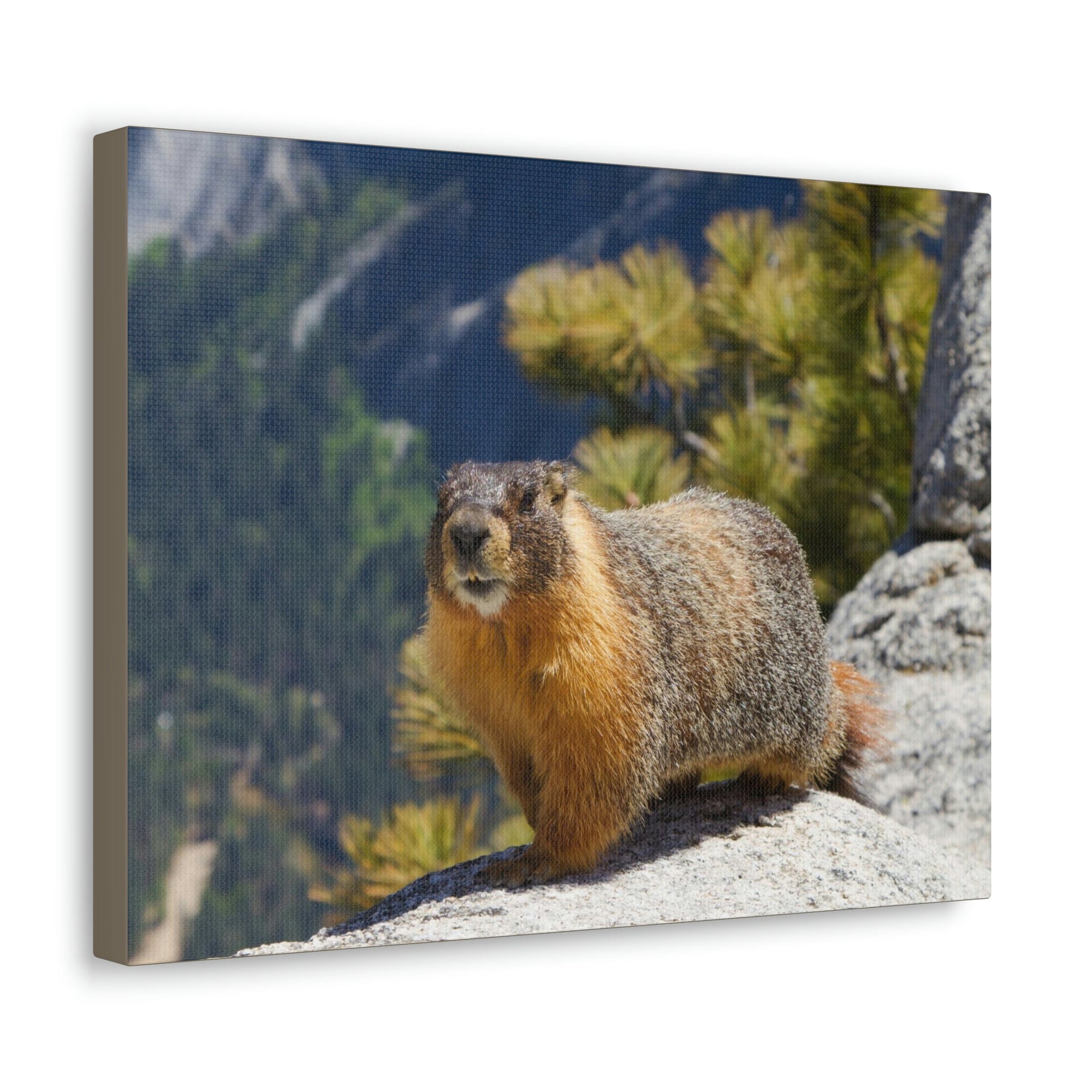 Scripture Walls Majestic Yellow Bellied Marmot Art Majestic Yellow Bellied Marmot Print Animal Wall Art Wildlife Canvas Prints Wall Art Ready to Hang Unframed-Express Your Love Gifts