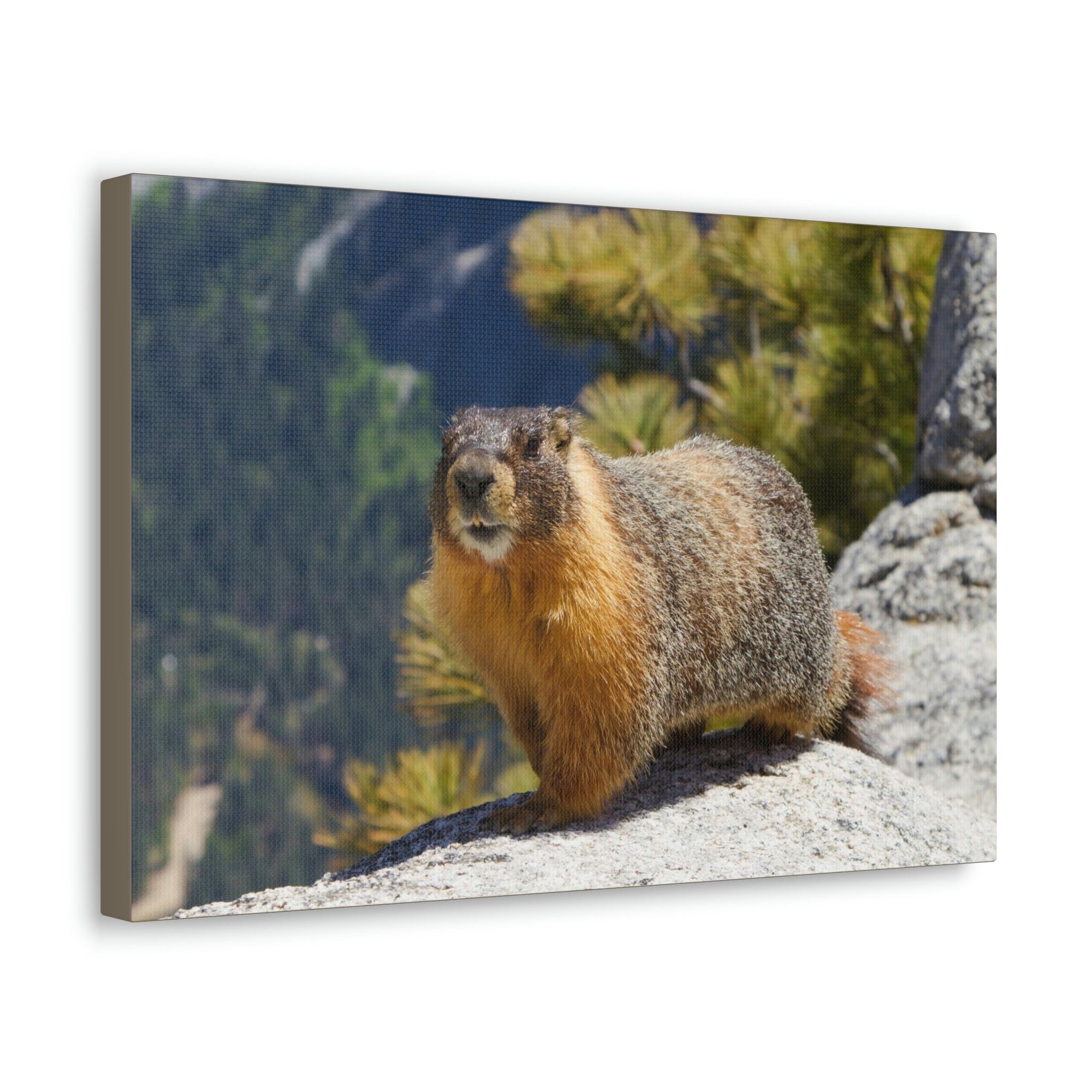 Scripture Walls Majestic Yellow Bellied Marmot Art Majestic Yellow Bellied Marmot Print Animal Wall Art Wildlife Canvas Prints Wall Art Ready to Hang Unframed-Express Your Love Gifts