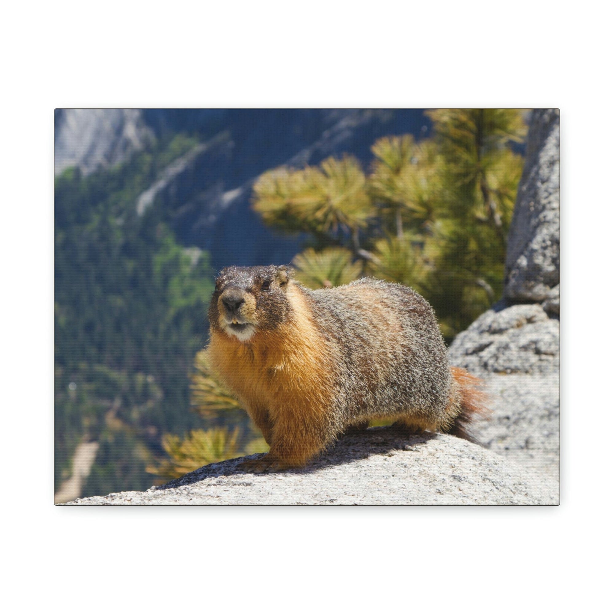 Scripture Walls Majestic Yellow Bellied Marmot Art Majestic Yellow Bellied Marmot Print Animal Wall Art Wildlife Canvas Prints Wall Art Ready to Hang Unframed-Express Your Love Gifts