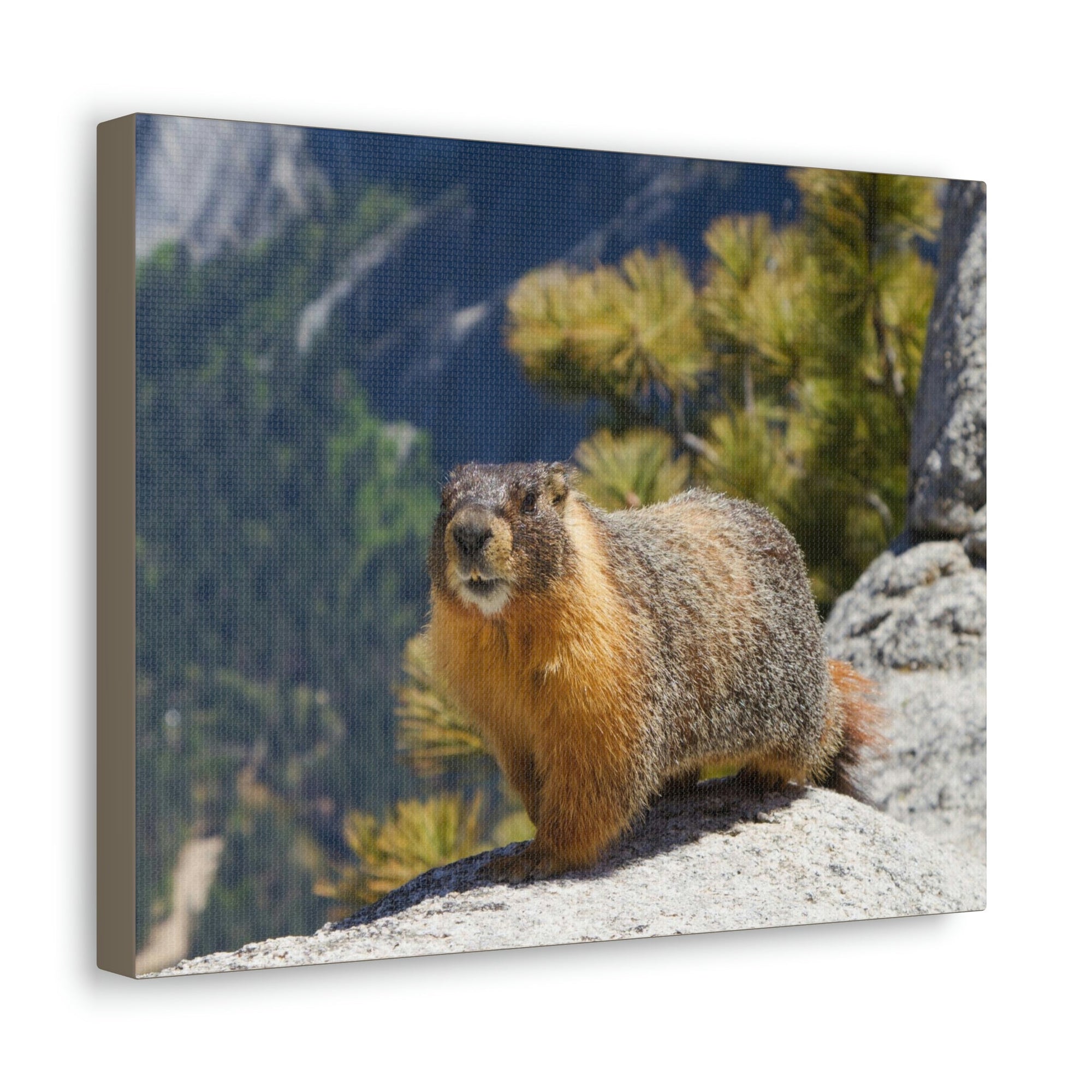 Scripture Walls Majestic Yellow Bellied Marmot Art Majestic Yellow Bellied Marmot Print Animal Wall Art Wildlife Canvas Prints Wall Art Ready to Hang Unframed-Express Your Love Gifts