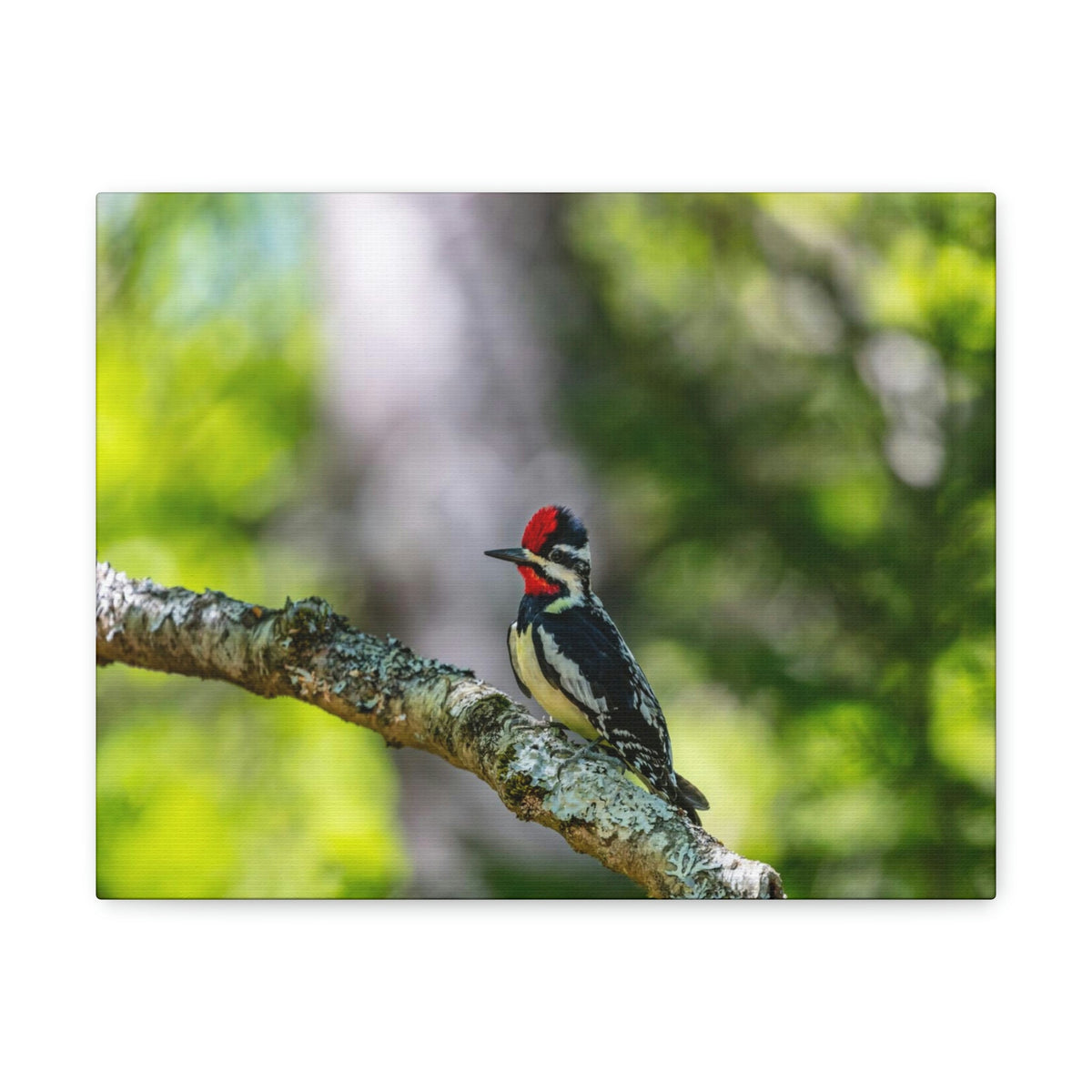 Scripture Walls Majestic Yellow Bellied Sapsucker on a Tree Branch Print Animal Wall Art Wildlife Canvas Prints Wall Art Ready to Hang Unframed-Express Your Love Gifts