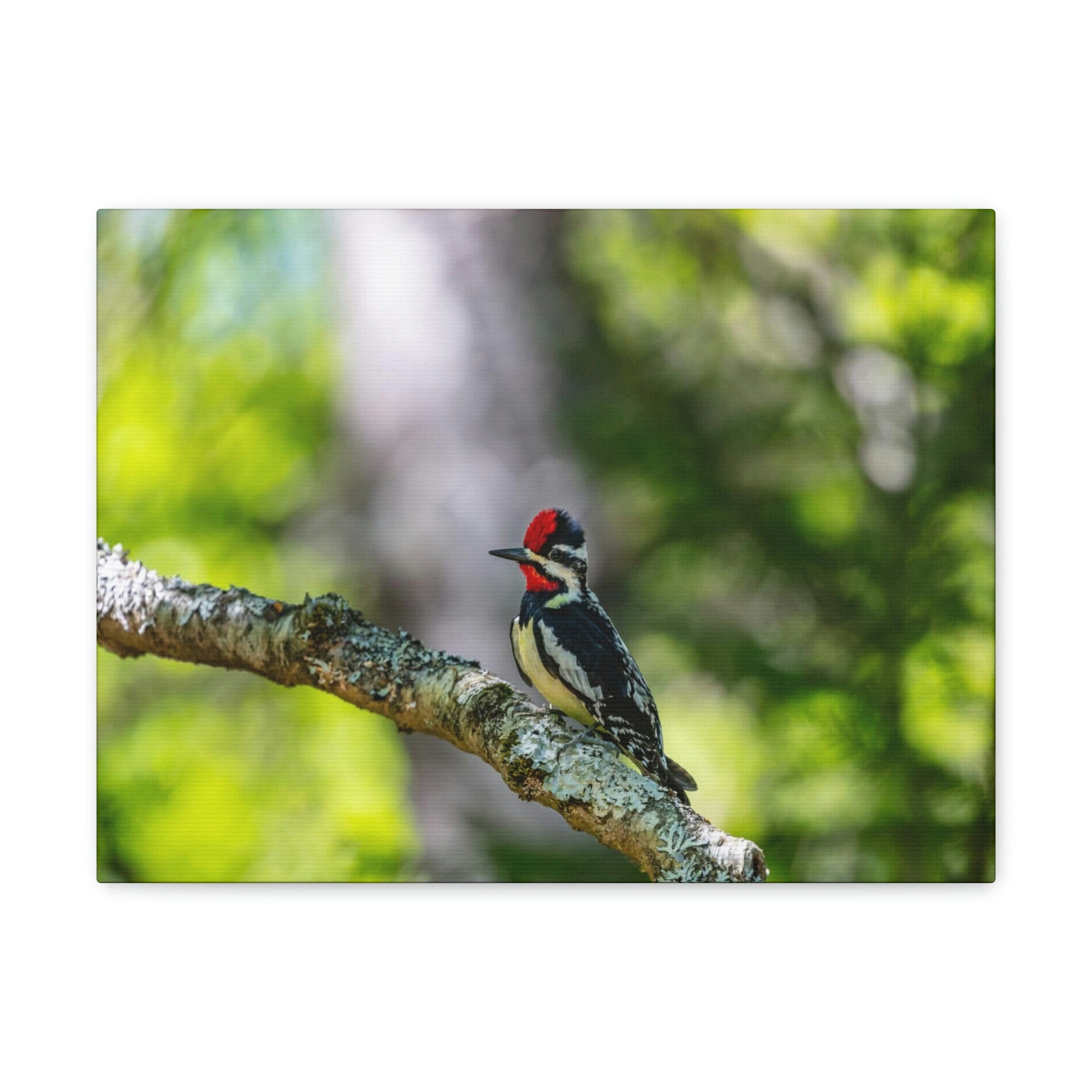 Scripture Walls Majestic Yellow Bellied Sapsucker on a Tree Branch Print Animal Wall Art Wildlife Canvas Prints Wall Art Ready to Hang Unframed-Express Your Love Gifts