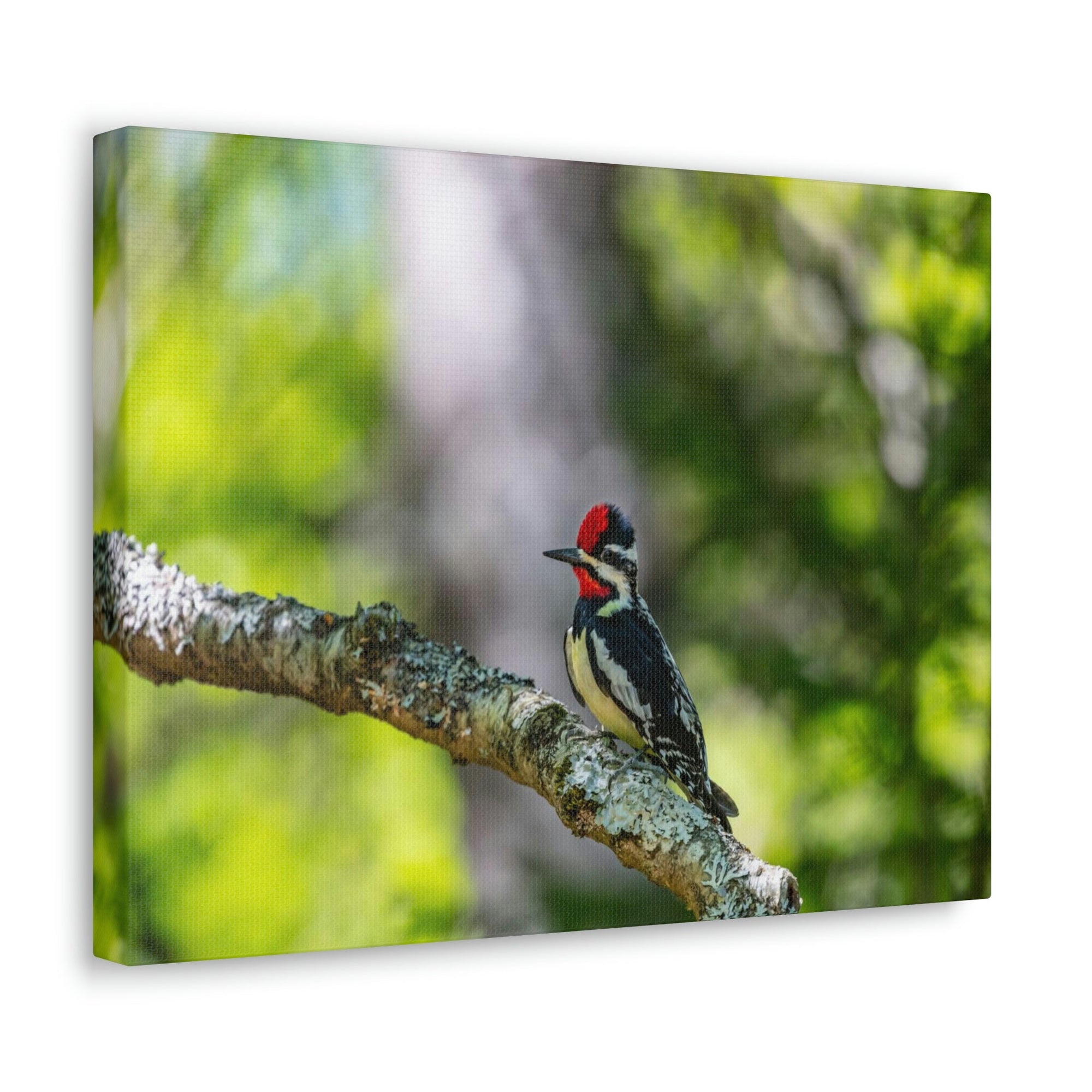 Scripture Walls Majestic Yellow Bellied Sapsucker on a Tree Branch Print Animal Wall Art Wildlife Canvas Prints Wall Art Ready to Hang Unframed-Express Your Love Gifts