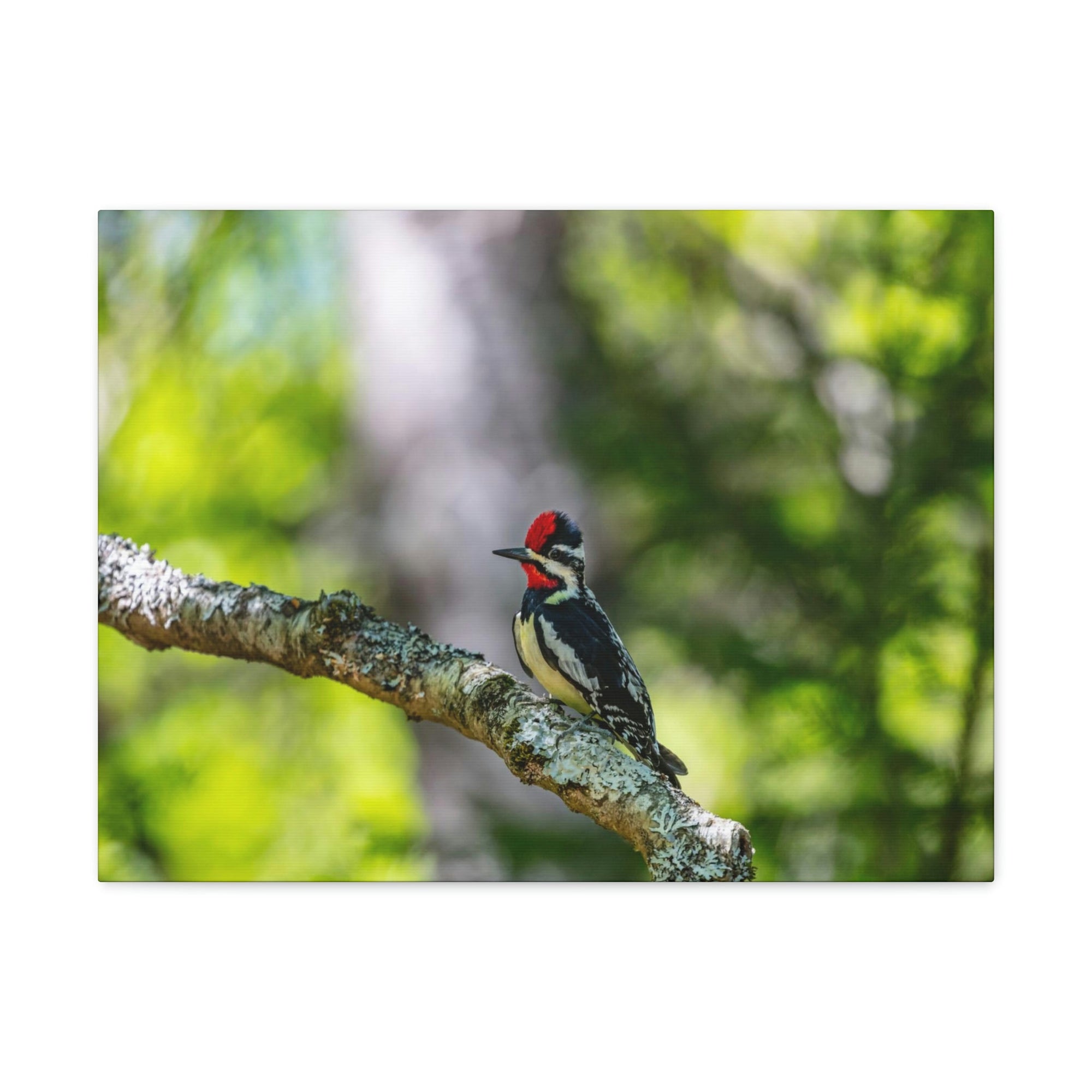 Scripture Walls Majestic Yellow Bellied Sapsucker on a Tree Branch Print Animal Wall Art Wildlife Canvas Prints Wall Art Ready to Hang Unframed-Express Your Love Gifts