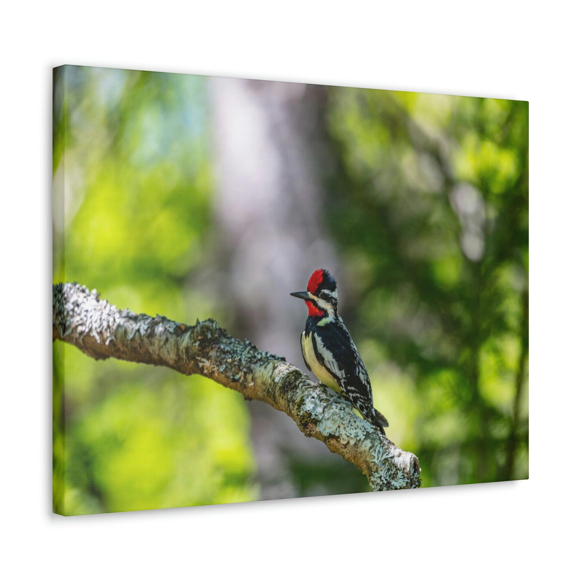 Scripture Walls Majestic Yellow Bellied Sapsucker on a Tree Branch Print Animal Wall Art Wildlife Canvas Prints Wall Art Ready to Hang Unframed-Express Your Love Gifts