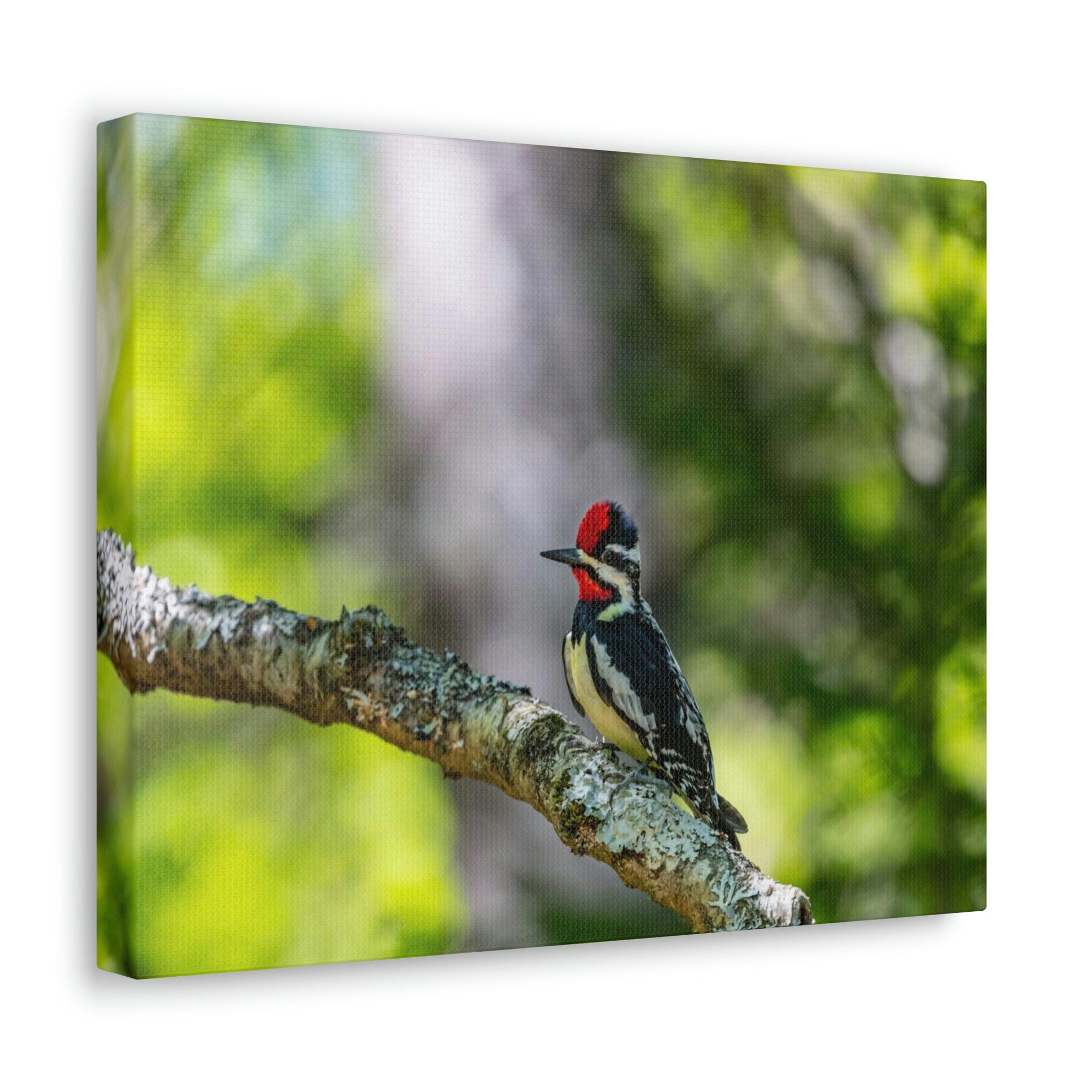 Scripture Walls Majestic Yellow Bellied Sapsucker on a Tree Branch Print Animal Wall Art Wildlife Canvas Prints Wall Art Ready to Hang Unframed-Express Your Love Gifts