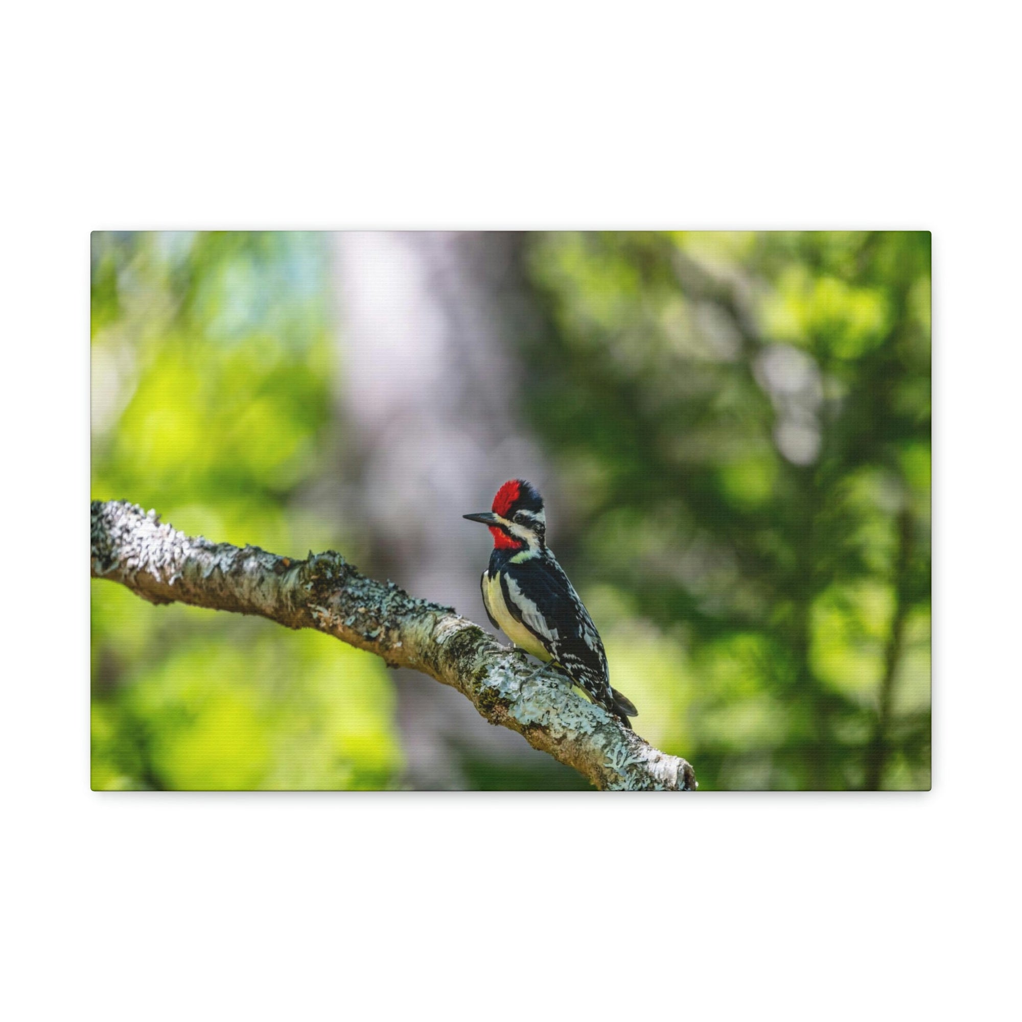 Scripture Walls Majestic Yellow Bellied Sapsucker on a Tree Branch Print Animal Wall Art Wildlife Canvas Prints Wall Art Ready to Hang Unframed-Express Your Love Gifts