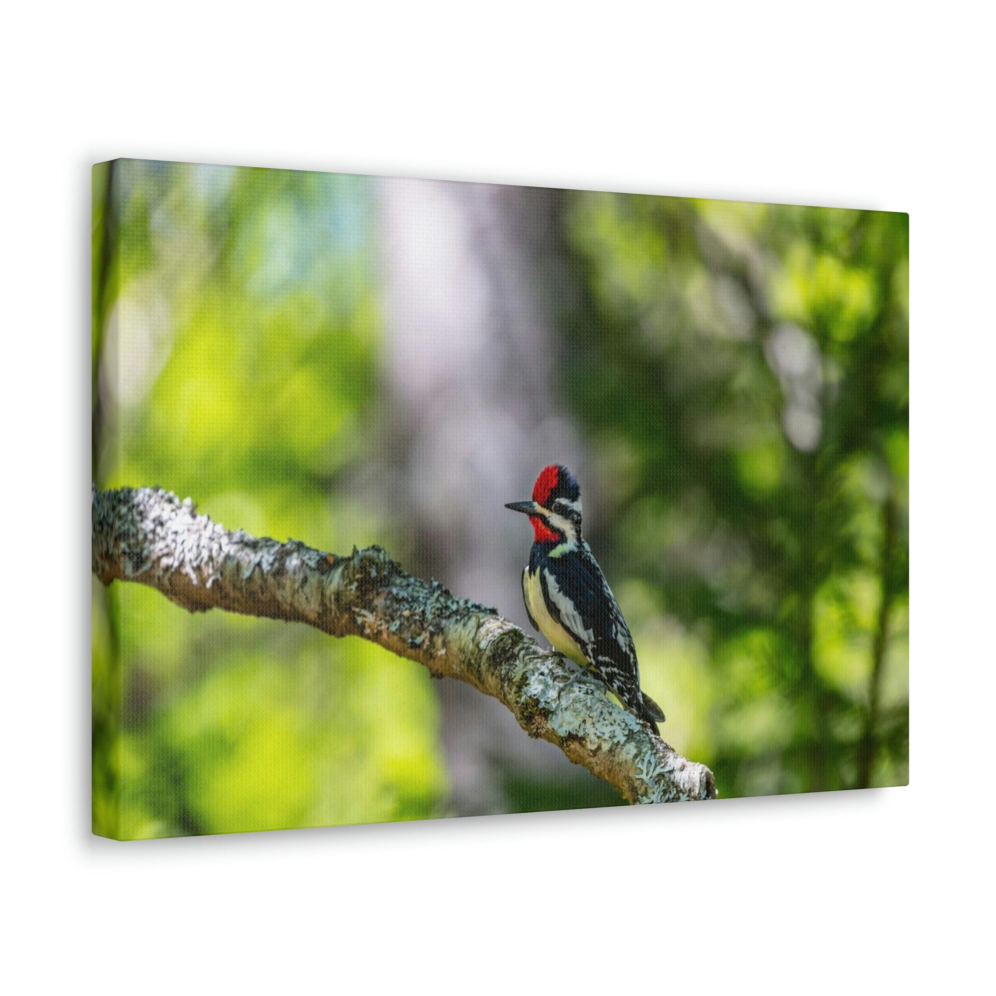 Scripture Walls Majestic Yellow Bellied Sapsucker on a Tree Branch Print Animal Wall Art Wildlife Canvas Prints Wall Art Ready to Hang Unframed-Express Your Love Gifts