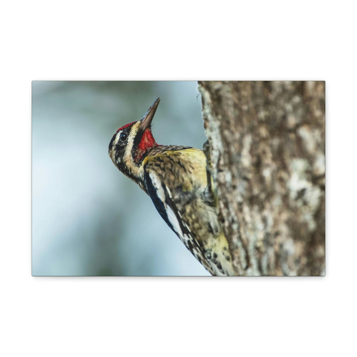 Scripture Walls Majestic Yellow Belly Sapsucker Art Majestic Yellow Belly Sapsucker Print Animal Wall Art Wildlife Canvas Prints Wall Art Ready to Hang Unframed-Express Your Love Gifts