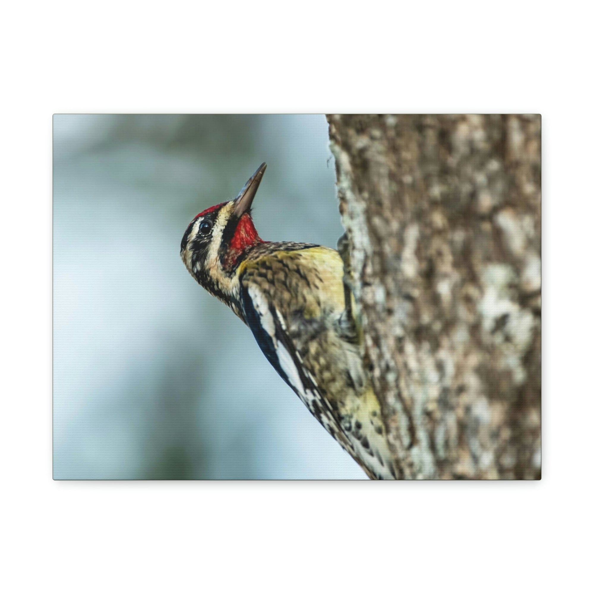 Scripture Walls Majestic Yellow Belly Sapsucker Art Majestic Yellow Belly Sapsucker Print Animal Wall Art Wildlife Canvas Prints Wall Art Ready to Hang Unframed-Express Your Love Gifts