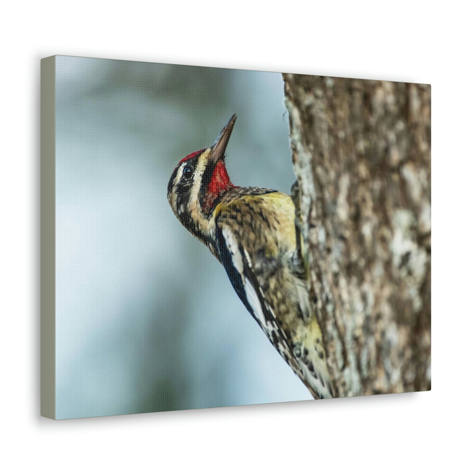 Scripture Walls Majestic Yellow Belly Sapsucker Art Majestic Yellow Belly Sapsucker Print Animal Wall Art Wildlife Canvas Prints Wall Art Ready to Hang Unframed-Express Your Love Gifts