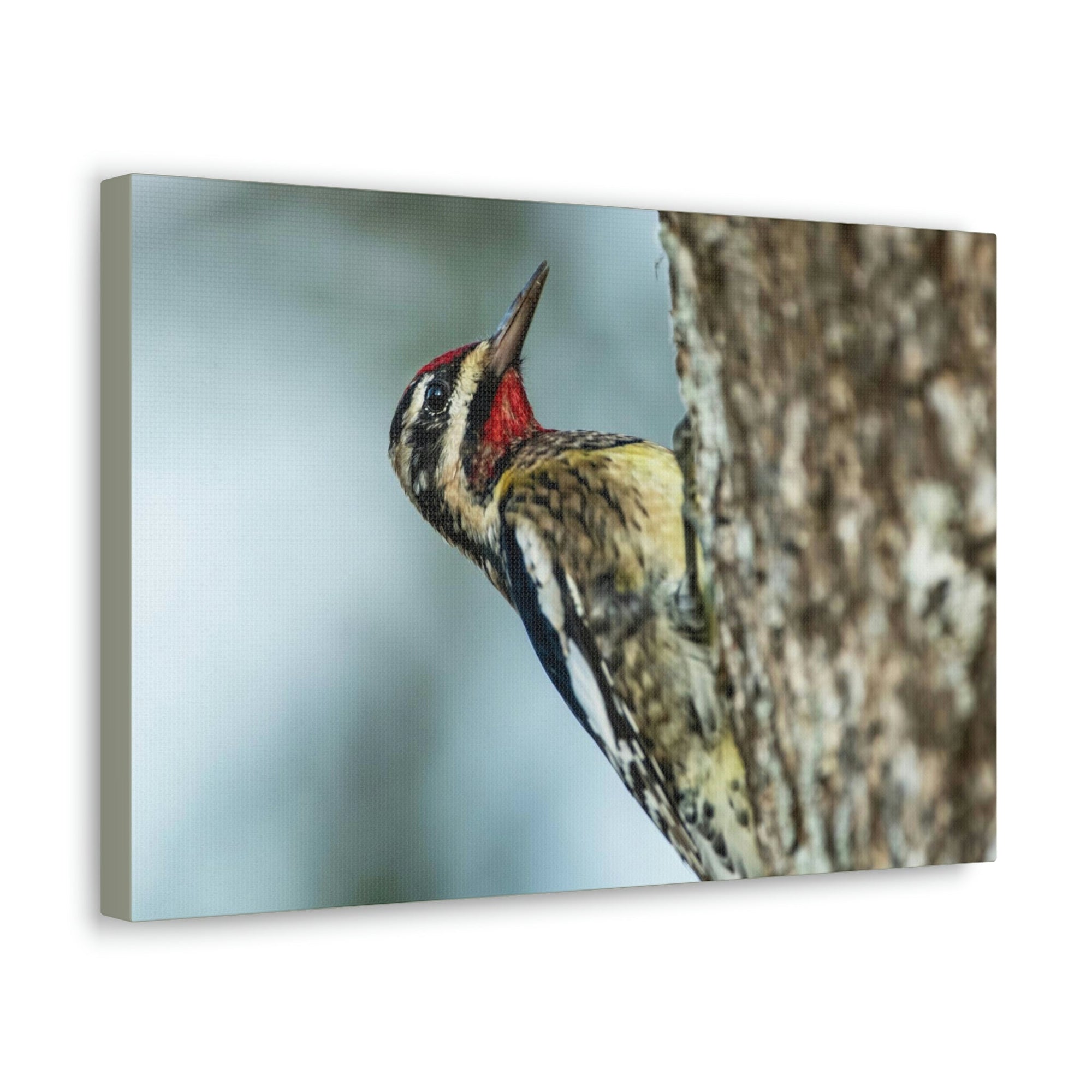 Scripture Walls Majestic Yellow Belly Sapsucker Art Majestic Yellow Belly Sapsucker Print Animal Wall Art Wildlife Canvas Prints Wall Art Ready to Hang Unframed-Express Your Love Gifts