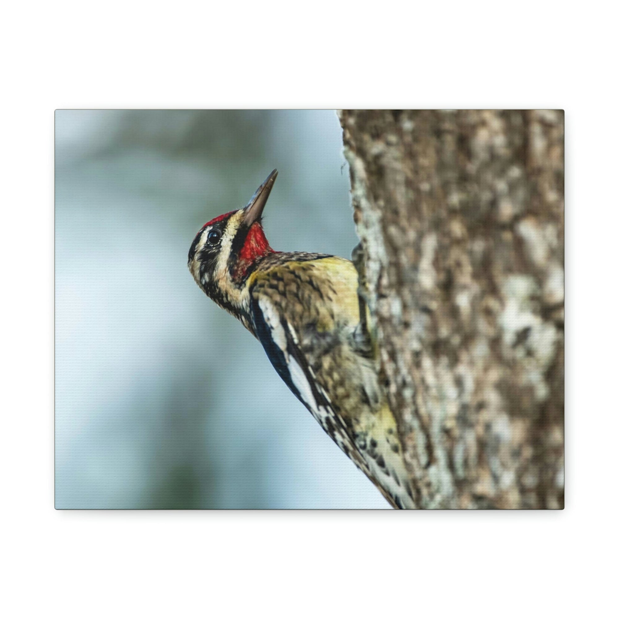 Scripture Walls Majestic Yellow Belly Sapsucker Art Majestic Yellow Belly Sapsucker Print Animal Wall Art Wildlife Canvas Prints Wall Art Ready to Hang Unframed-Express Your Love Gifts