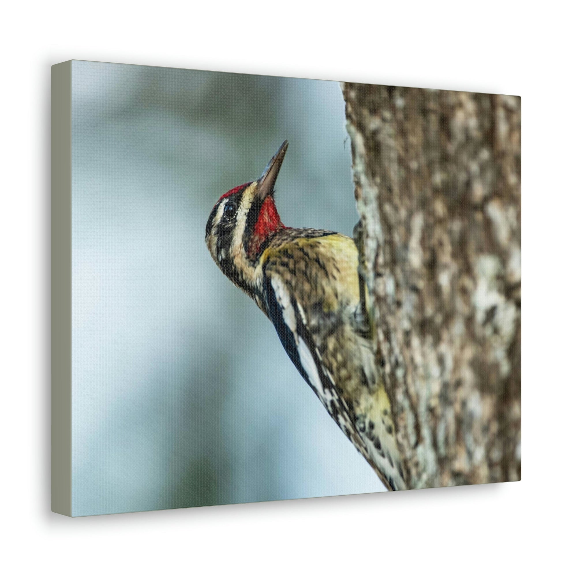 Scripture Walls Majestic Yellow Belly Sapsucker Art Majestic Yellow Belly Sapsucker Print Animal Wall Art Wildlife Canvas Prints Wall Art Ready to Hang Unframed-Express Your Love Gifts