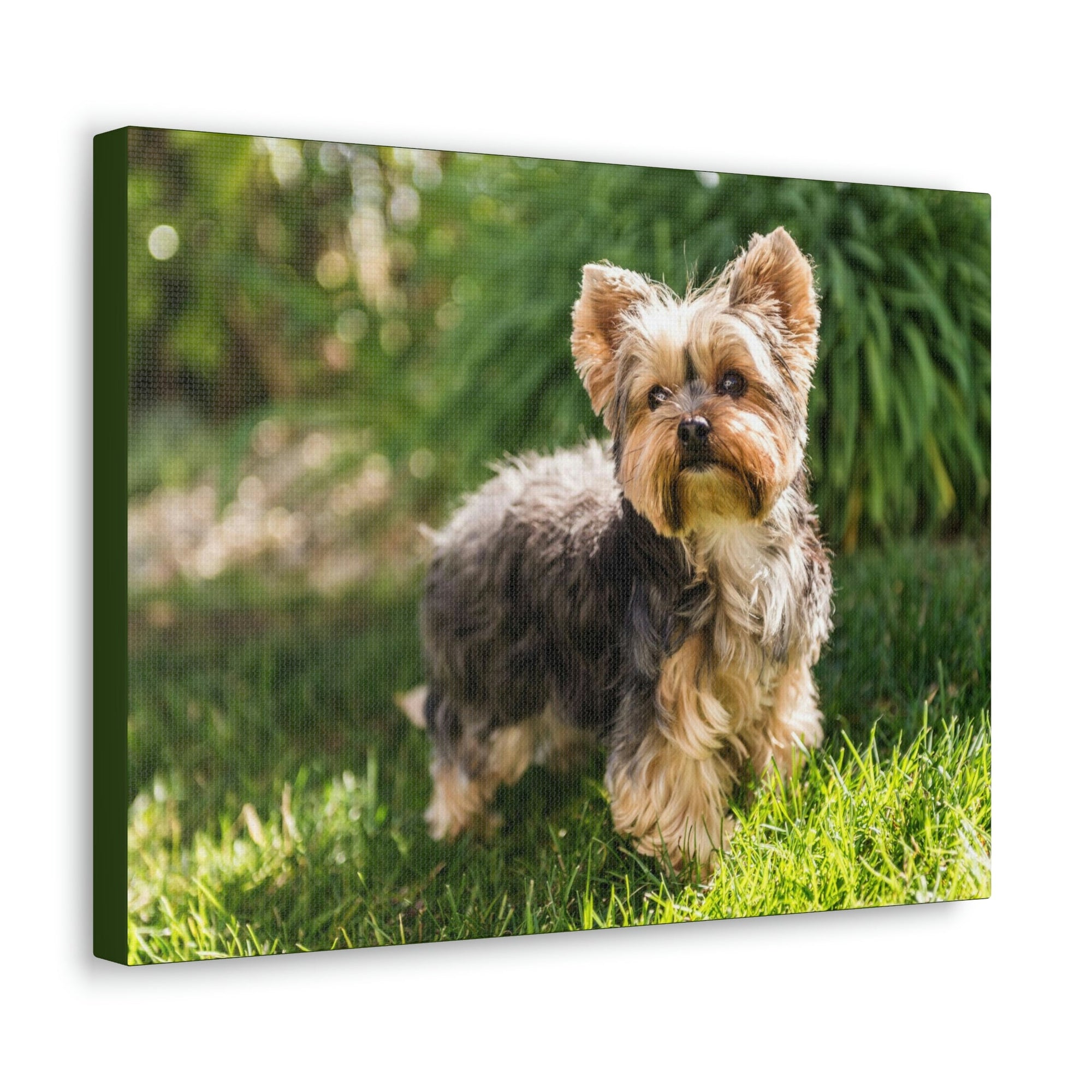 Scripture Walls Majestic Yorkshire Terrier Art Majestic Yorkshire Terrier Print Animal Wall Art Wildlife Canvas Prints Wall Art Ready to Hang Unframed-Express Your Love Gifts