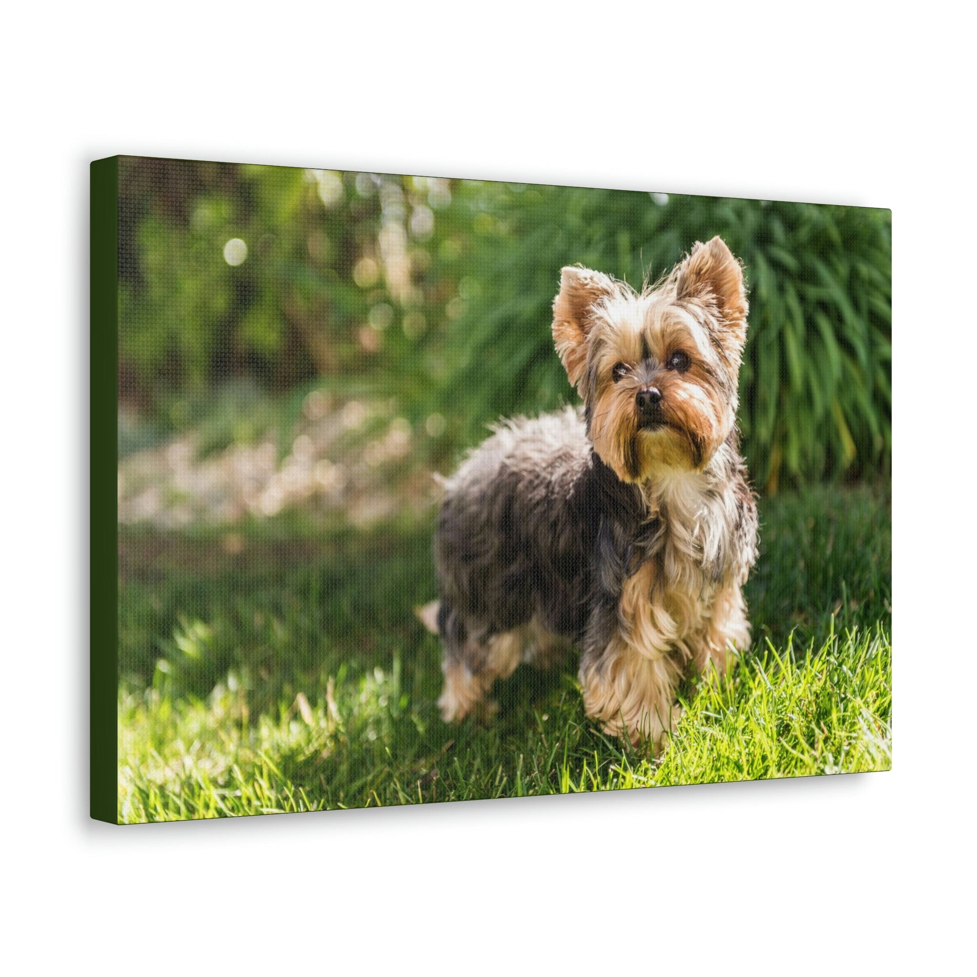 Scripture Walls Majestic Yorkshire Terrier Art Majestic Yorkshire Terrier Print Animal Wall Art Wildlife Canvas Prints Wall Art Ready to Hang Unframed-Express Your Love Gifts