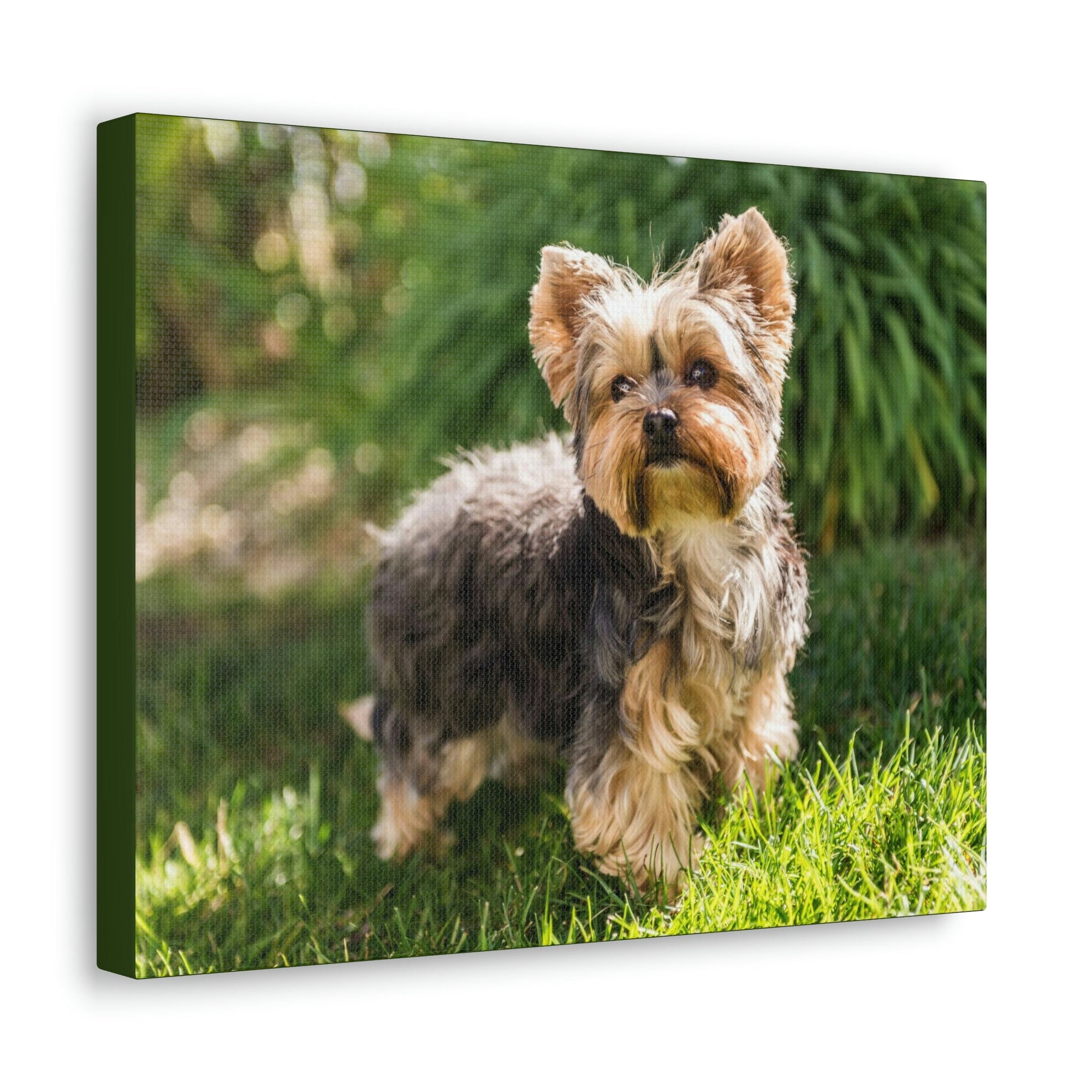 Scripture Walls Majestic Yorkshire Terrier Art Majestic Yorkshire Terrier Print Animal Wall Art Wildlife Canvas Prints Wall Art Ready to Hang Unframed-Express Your Love Gifts