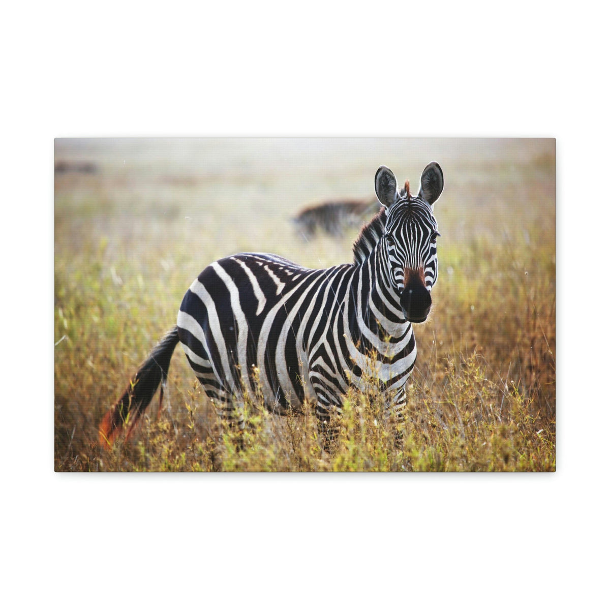 Scripture Walls Majestic Zebra Art Majestic Zebra Print Animal Wall Art Wildlife Canvas Prints Wall Art Ready to Hang Unframed-Express Your Love Gifts