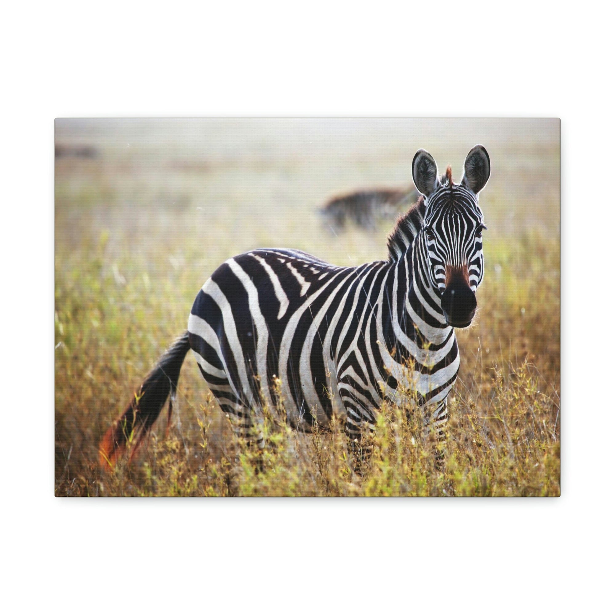 Scripture Walls Majestic Zebra Art Majestic Zebra Print Animal Wall Art Wildlife Canvas Prints Wall Art Ready to Hang Unframed-Express Your Love Gifts