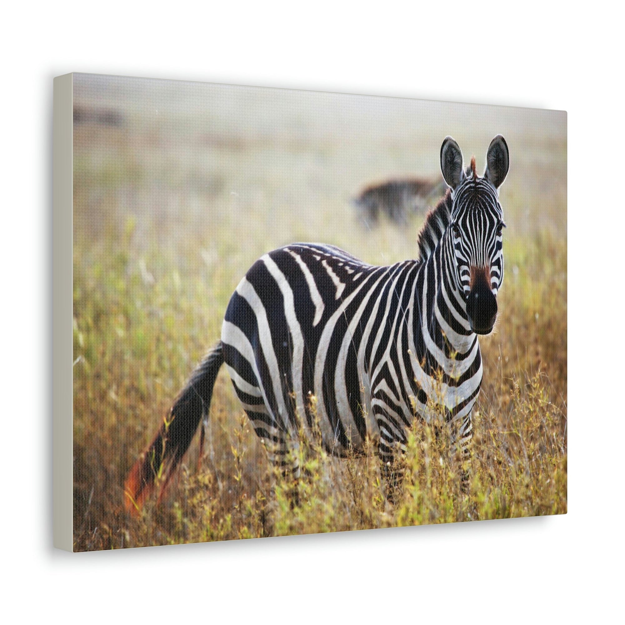 Scripture Walls Majestic Zebra Art Majestic Zebra Print Animal Wall Art Wildlife Canvas Prints Wall Art Ready to Hang Unframed-Express Your Love Gifts