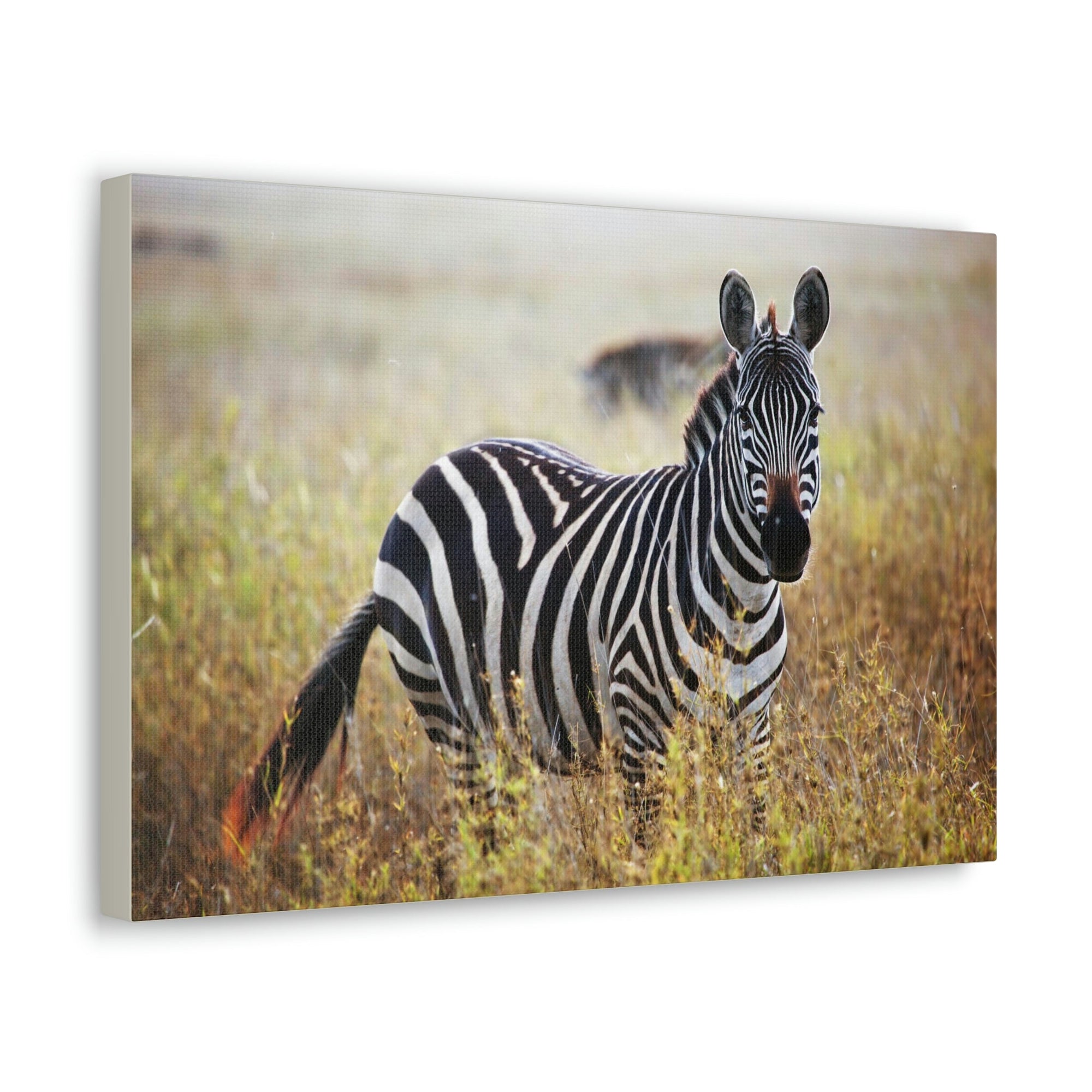 Scripture Walls Majestic Zebra Art Majestic Zebra Print Animal Wall Art Wildlife Canvas Prints Wall Art Ready to Hang Unframed-Express Your Love Gifts