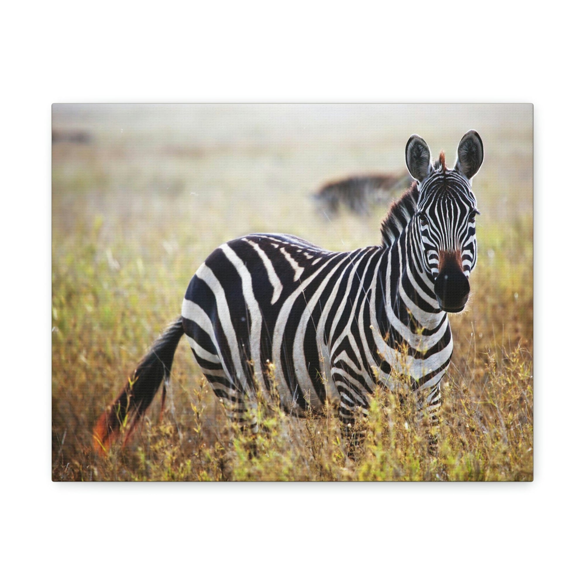 Scripture Walls Majestic Zebra Art Majestic Zebra Print Animal Wall Art Wildlife Canvas Prints Wall Art Ready to Hang Unframed-Express Your Love Gifts