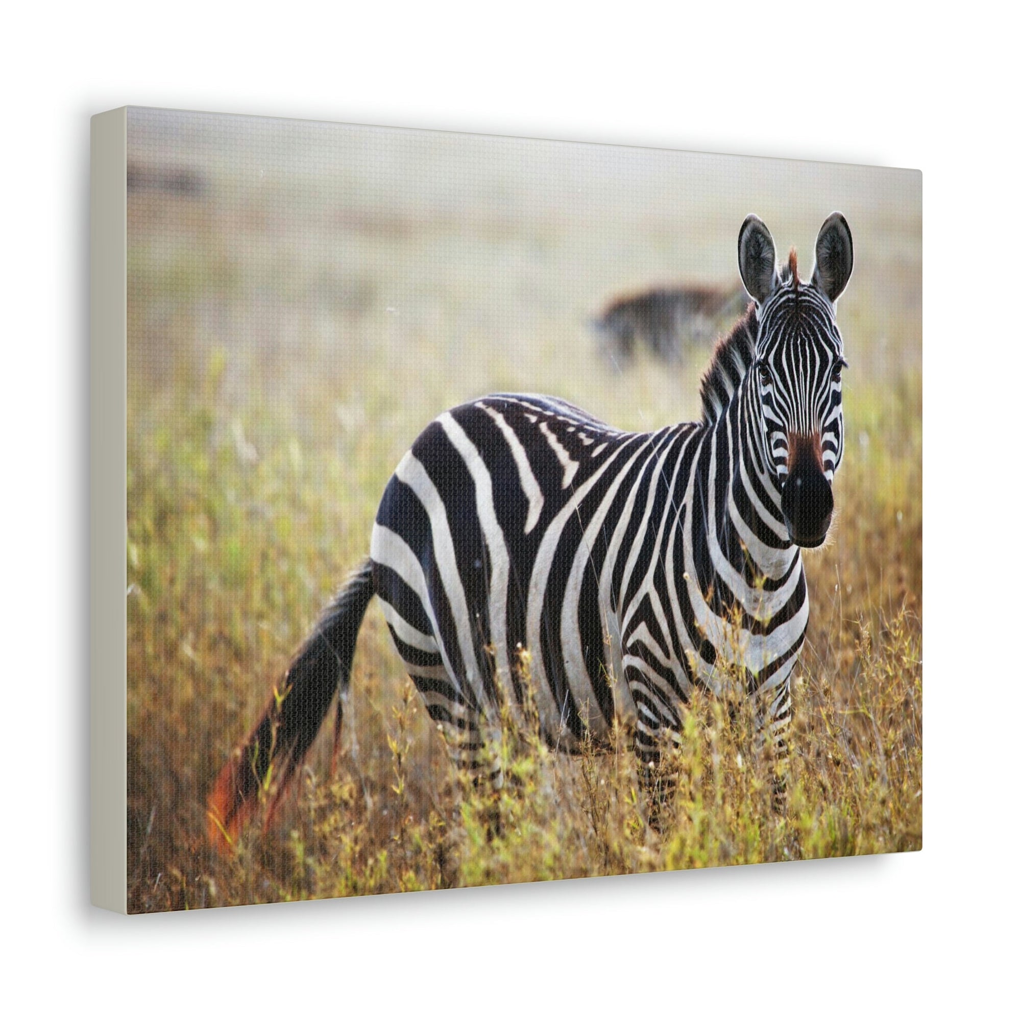 Scripture Walls Majestic Zebra Art Majestic Zebra Print Animal Wall Art Wildlife Canvas Prints Wall Art Ready to Hang Unframed-Express Your Love Gifts