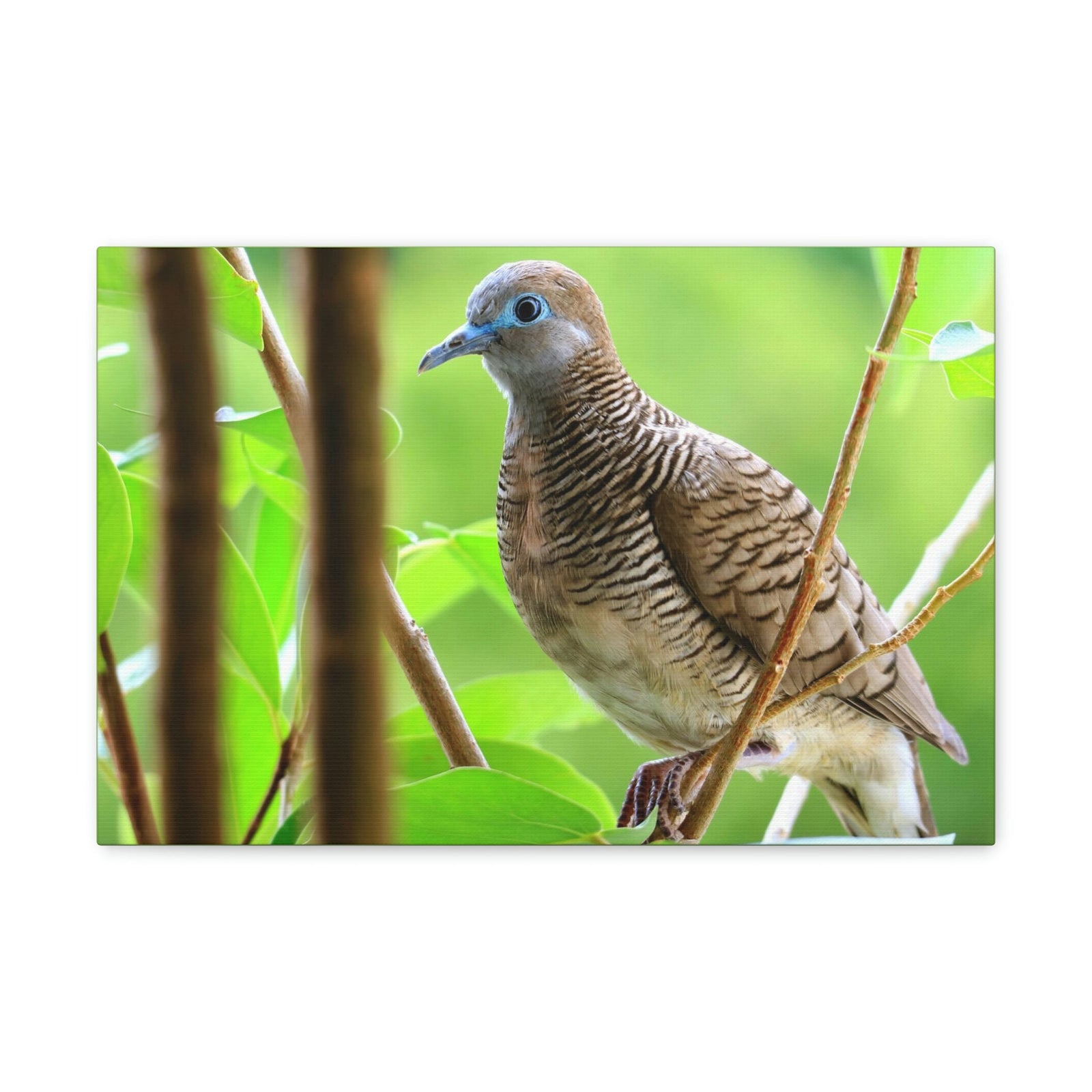 Scripture Walls Majestic Zebra Dove Art Majestic Zebra Dove Print Animal Wall Art Wildlife Canvas Prints Wall Art Ready to Hang Unframed-Express Your Love Gifts